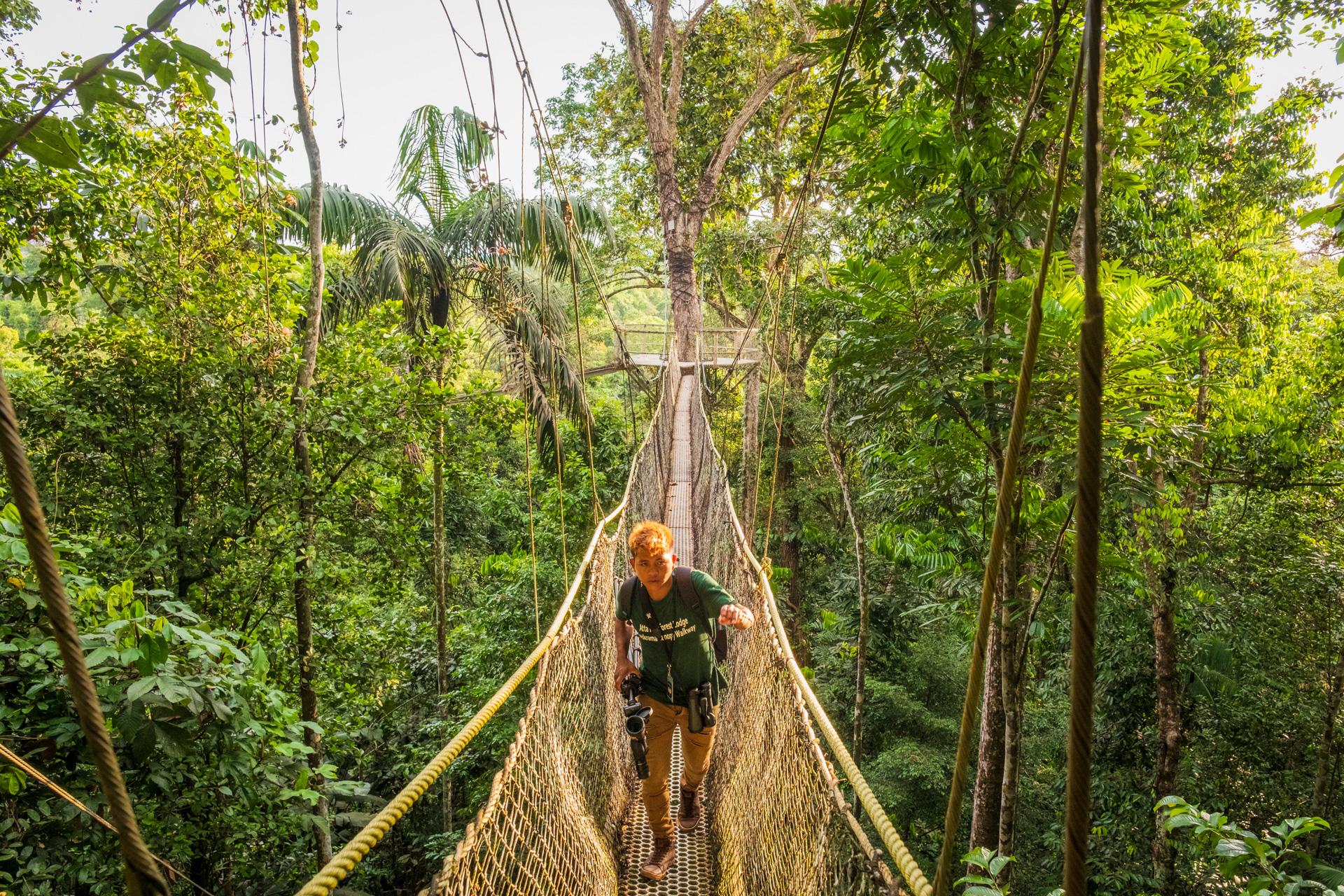 Rainforest Guide on Canopy Walkway.