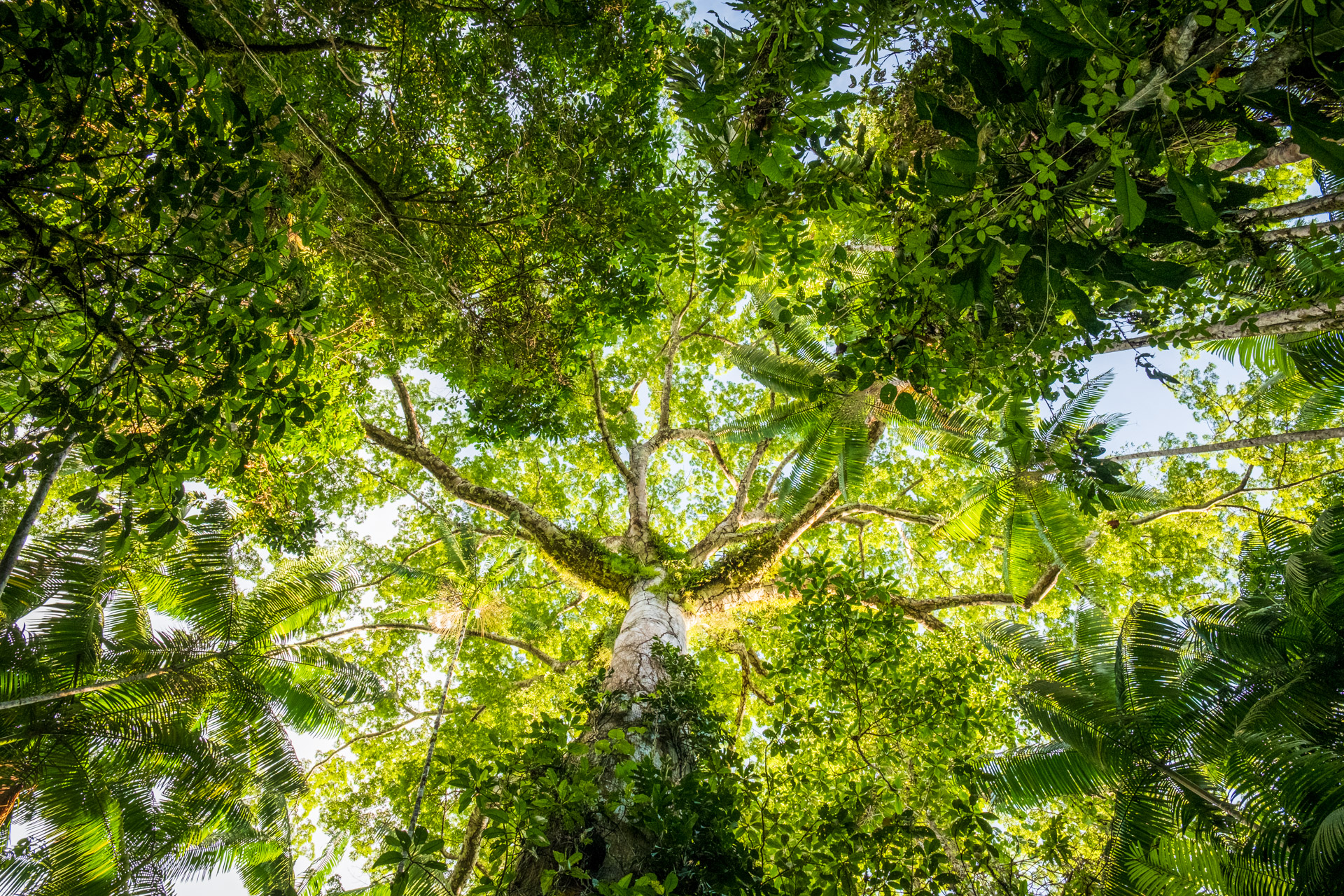 The Avatar Tree in Guyana.