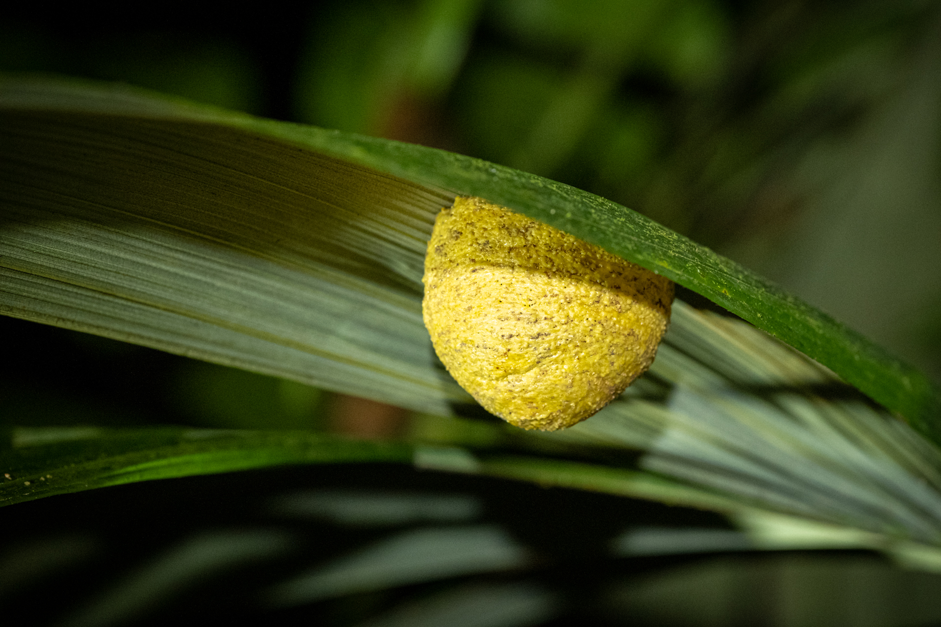 A yellow egg in the rainforest of Guyana.