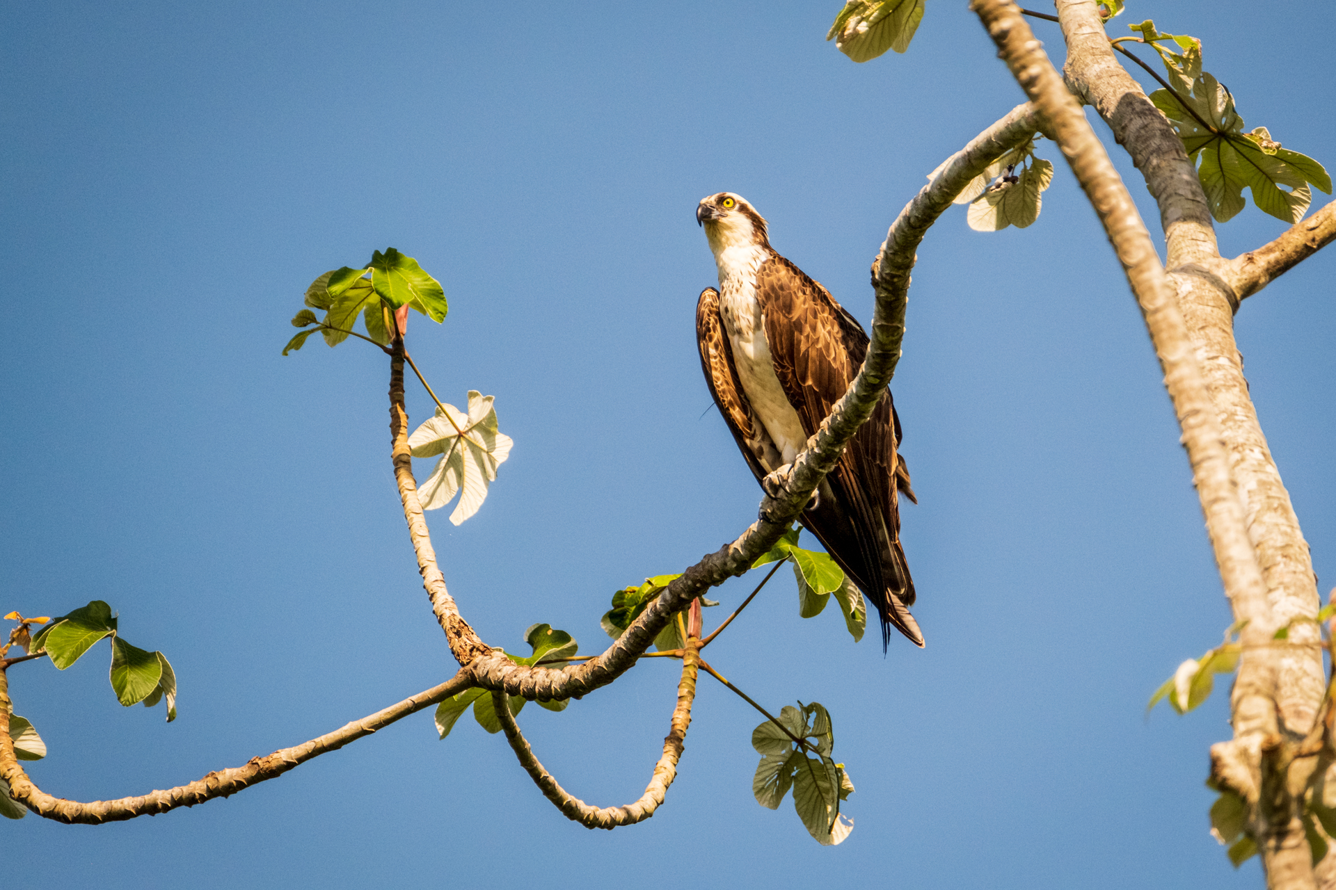 Osprey on a branch beside a river in Guyana.
