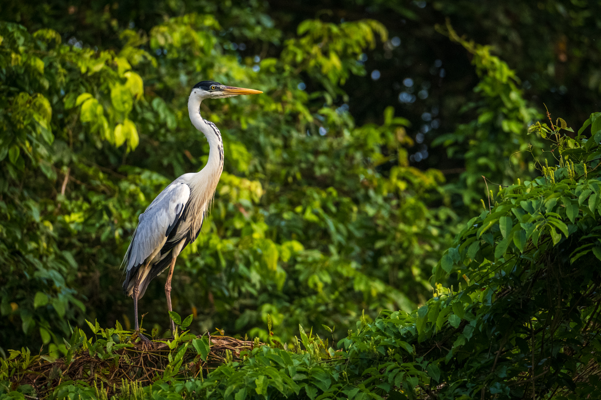 A big heron in Guyana.