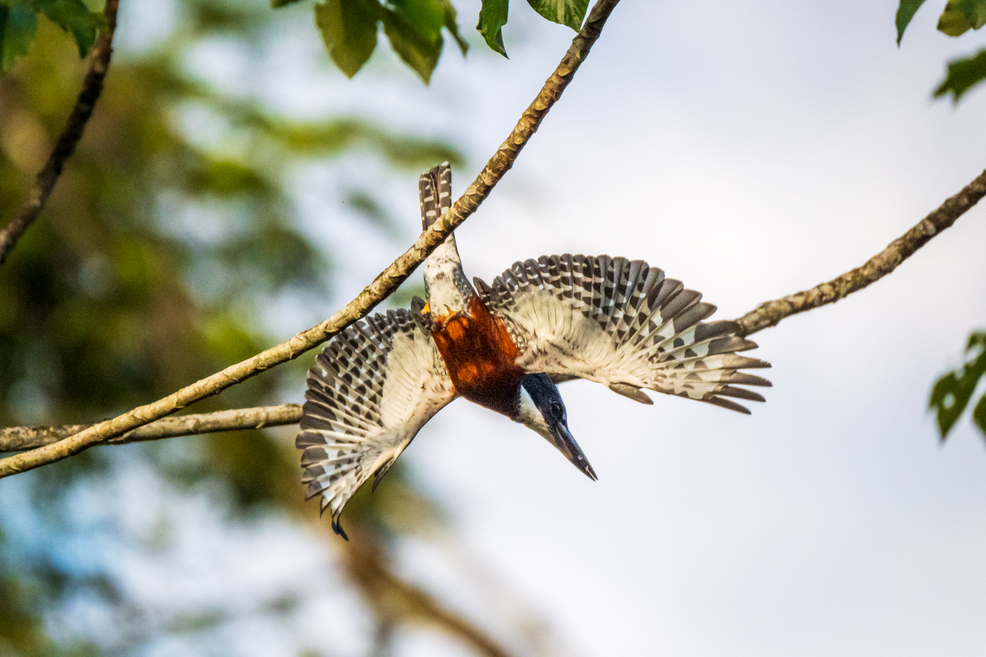 Kingfisher about to depart in Guyana.