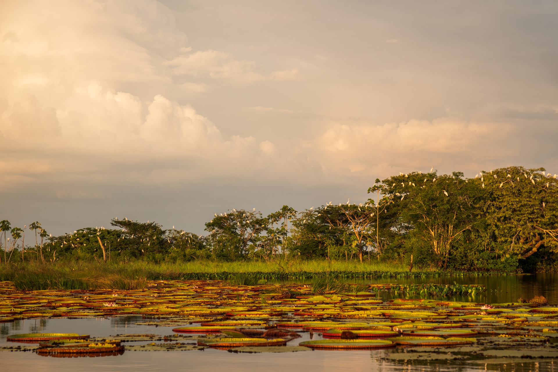 Sunset over a big pond with thousands of birds in Guyana.