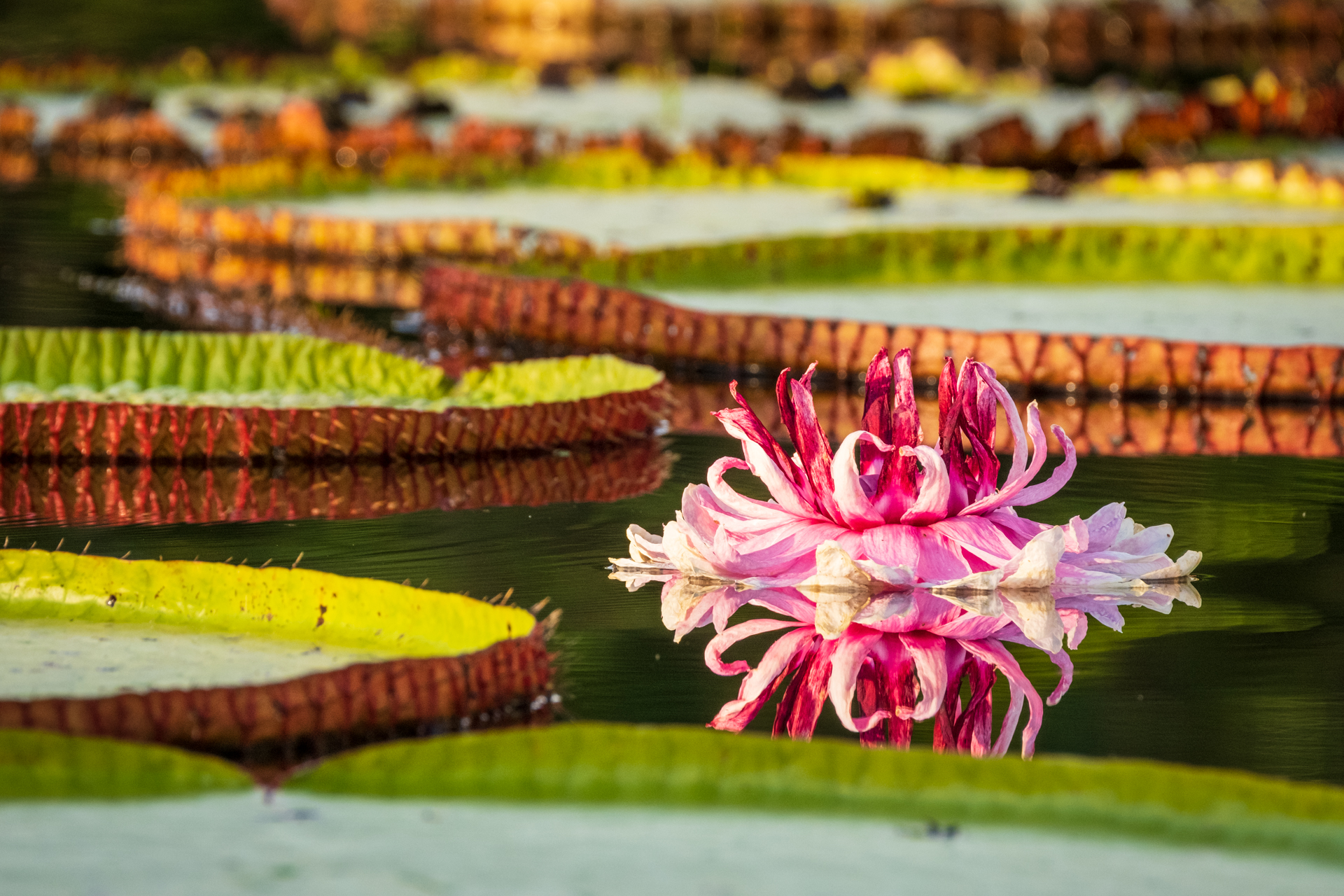 Water Lilly in Guyana.