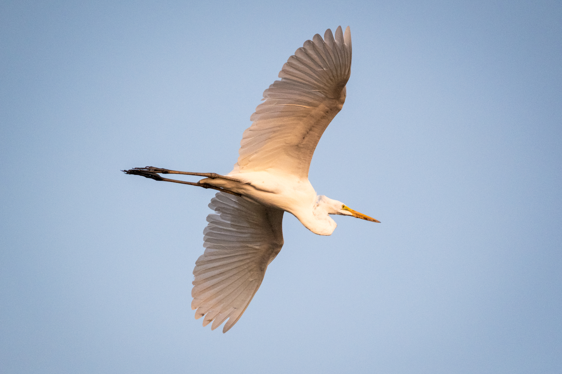 Heron in Guyana