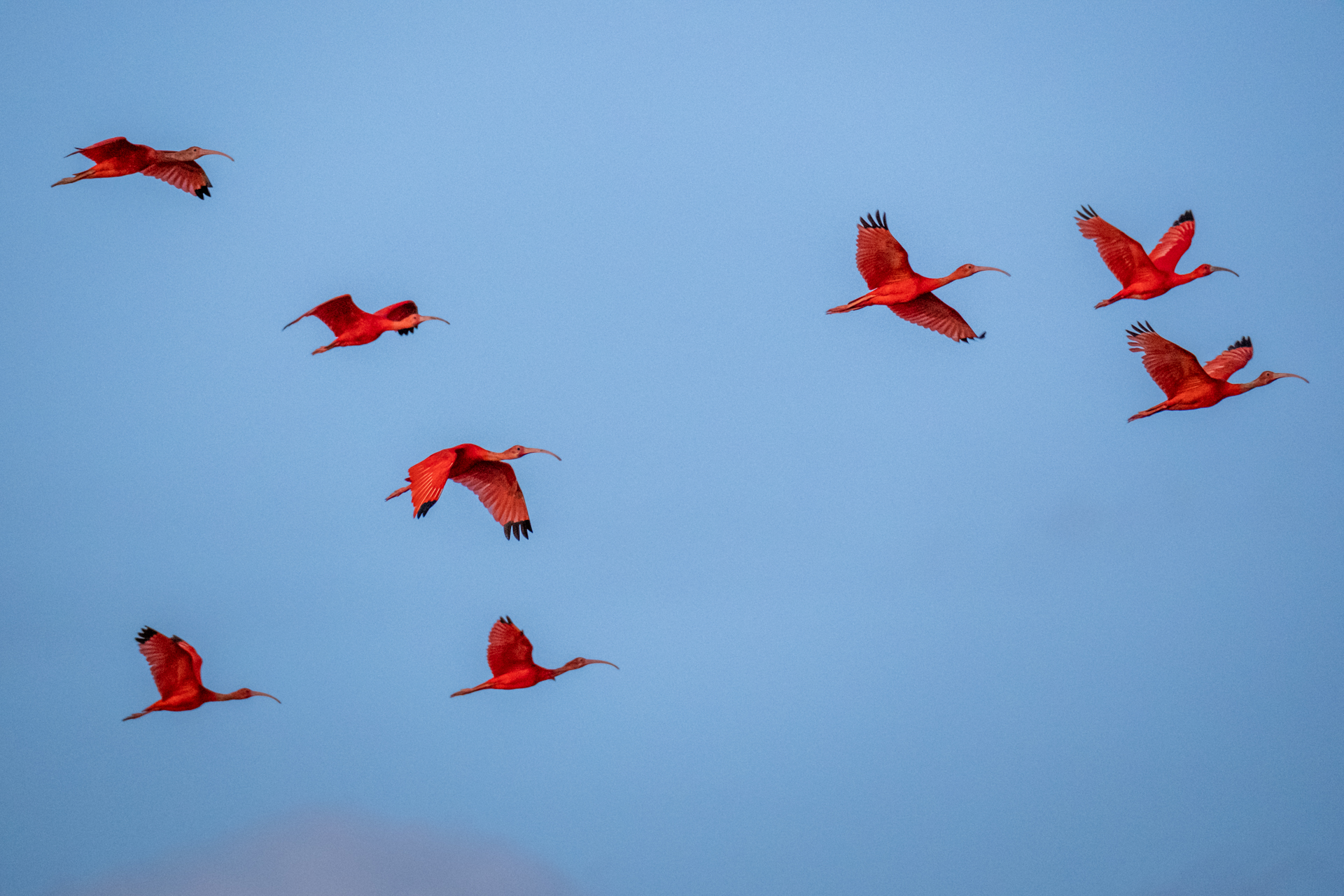 A group of Scarlet Ibis at the Demerara River in Guyana.