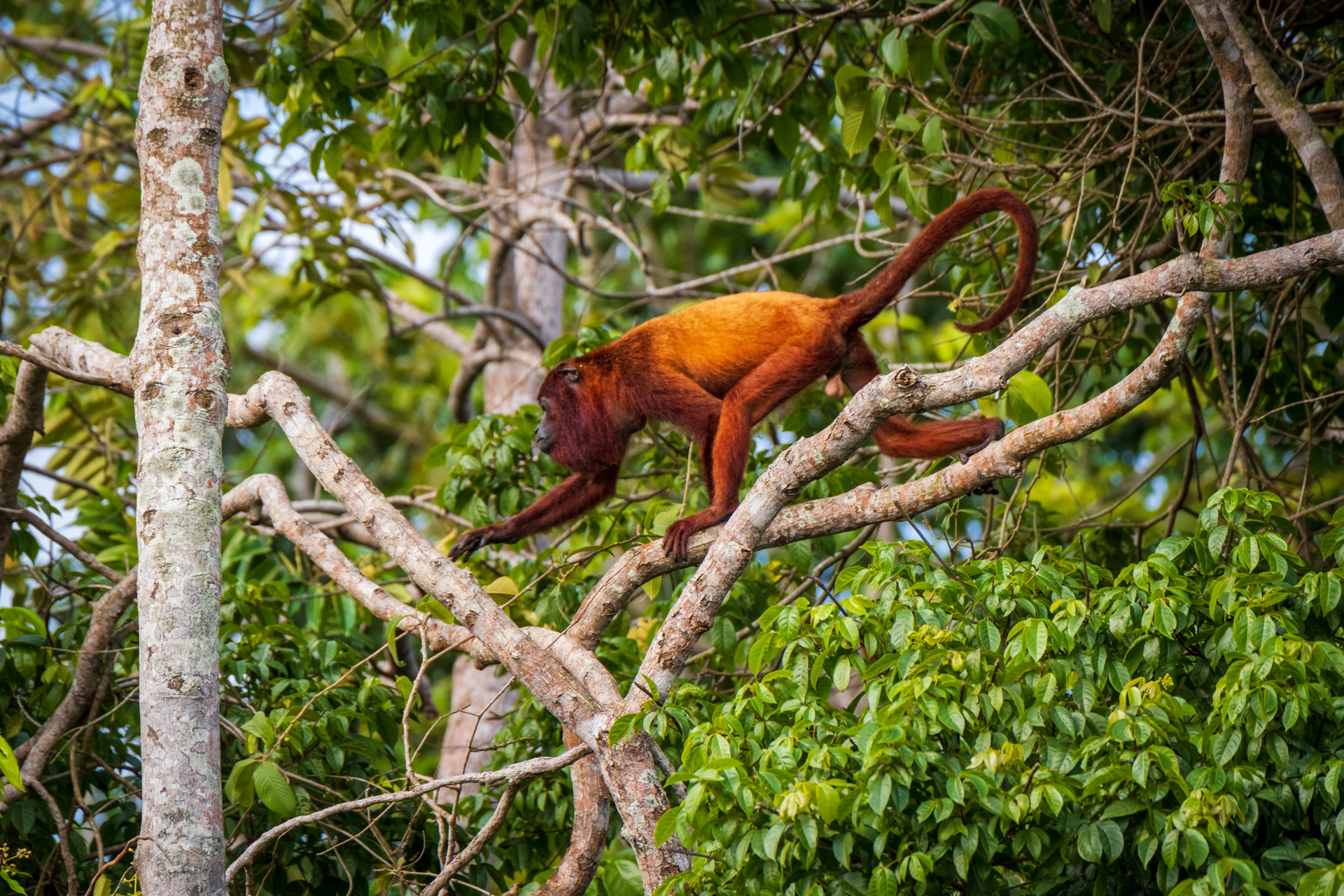 Red Howler Monkey in Guyana. 