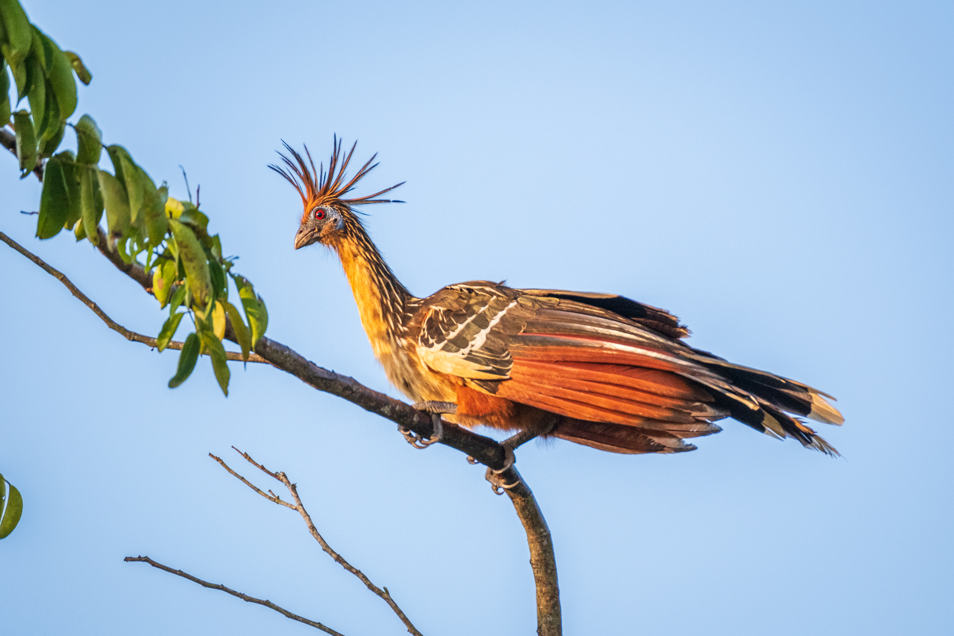 A hoatzin, the national bird of Guyana.