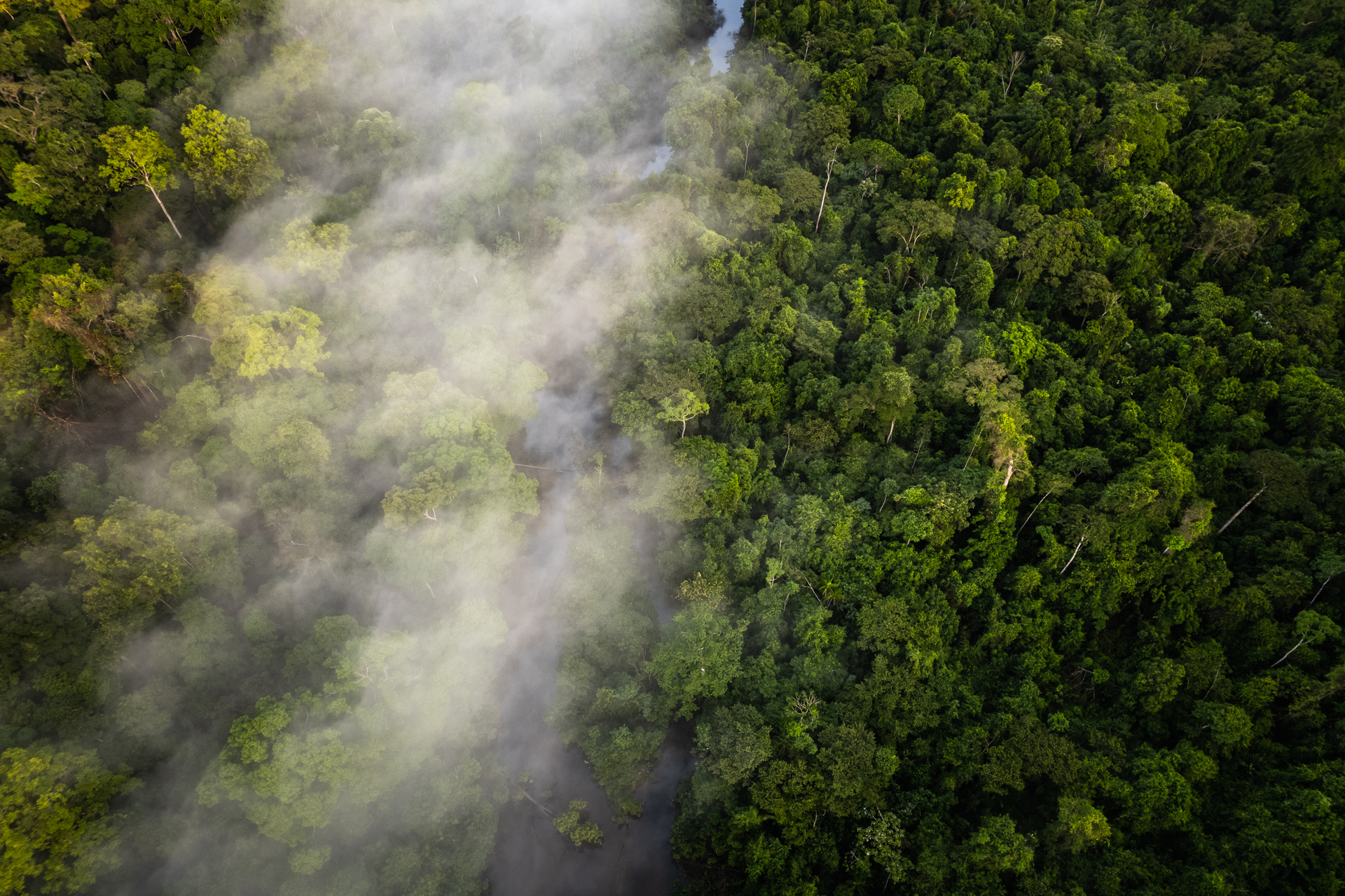 Aerial photo of rainforest and river in Guyana.