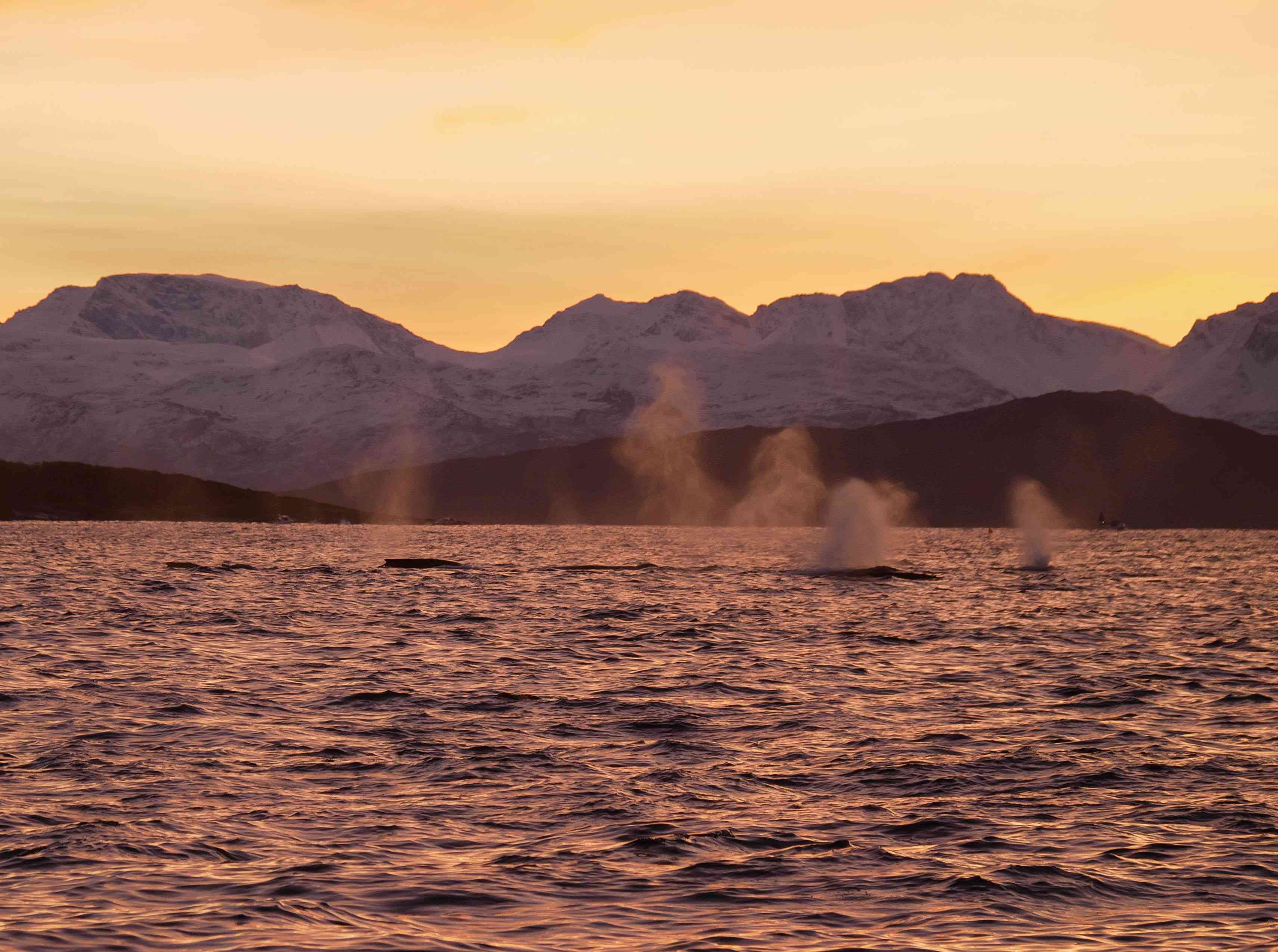 Wale Skjervøy