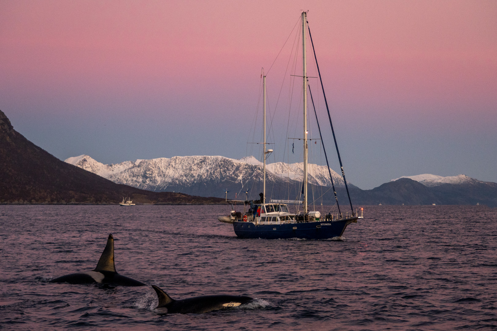 Orcas, Segelboot und Berge bei Skjervøy.