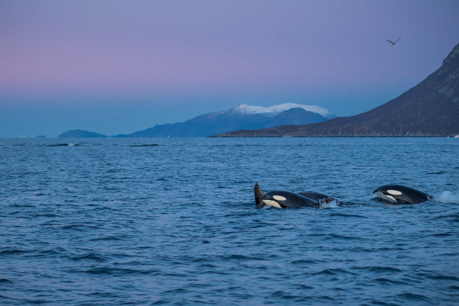 Orcas während der blauen Stunde bei Skjervøy.