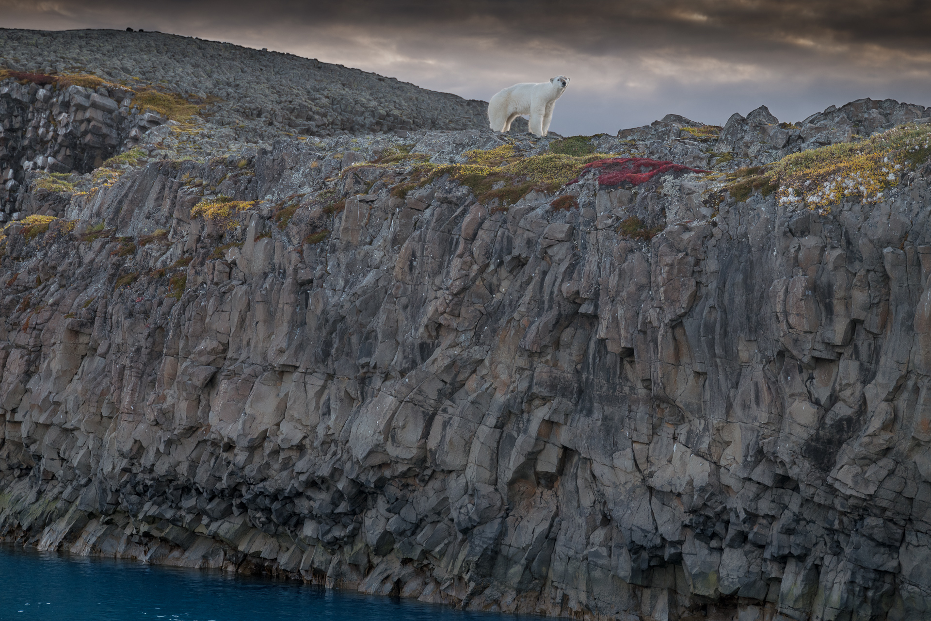 Eisbär Ostgrönland Scoresbysund