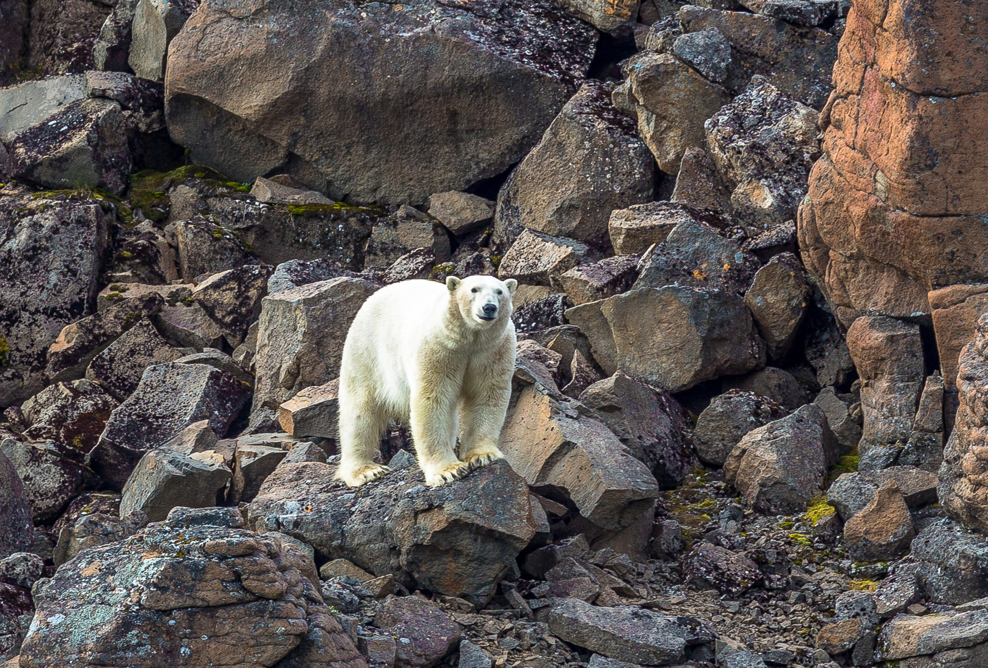 Eisbär Ostgrönland Scoresbysund