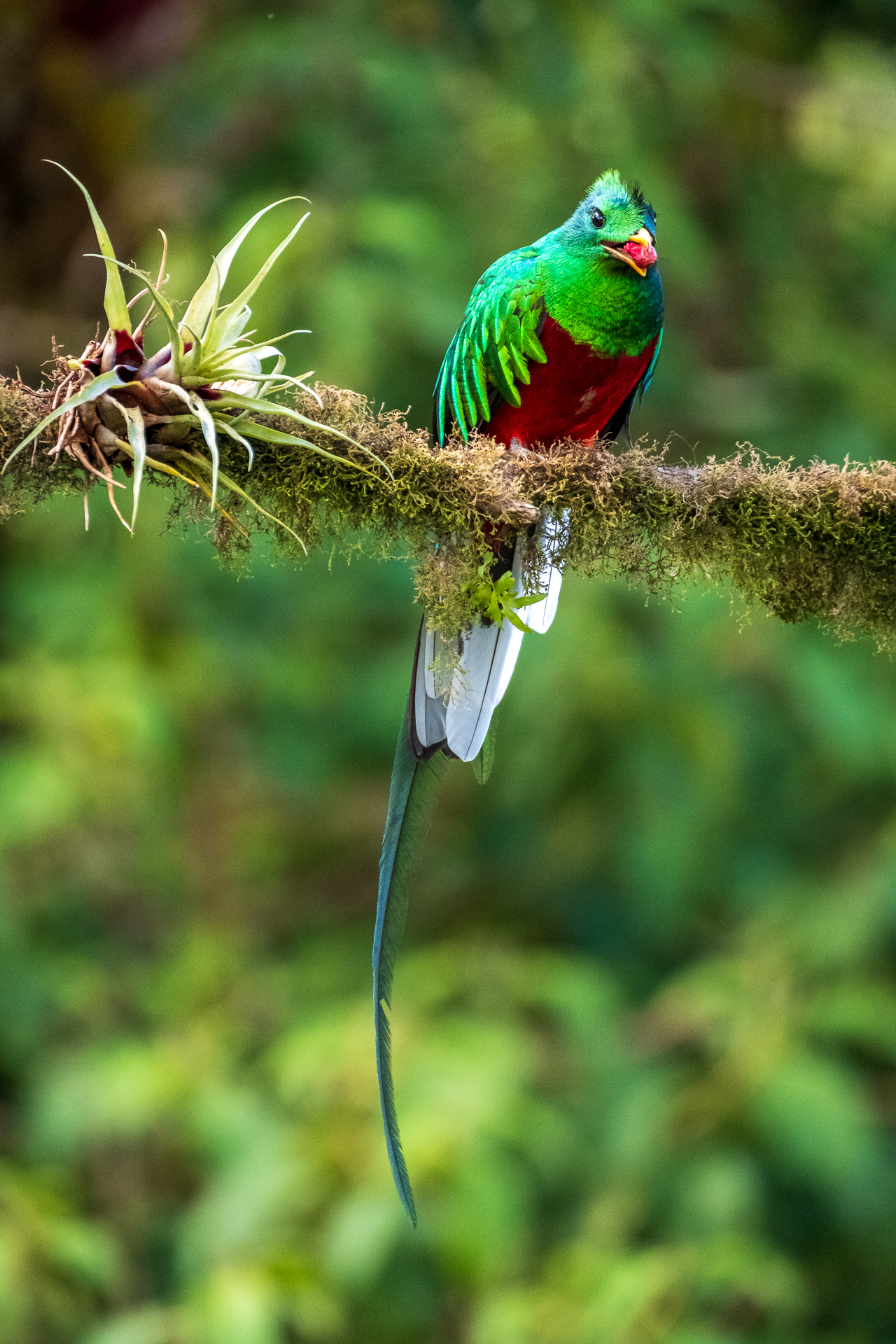 Quetzal in Costa Ricas Nebelwäldern