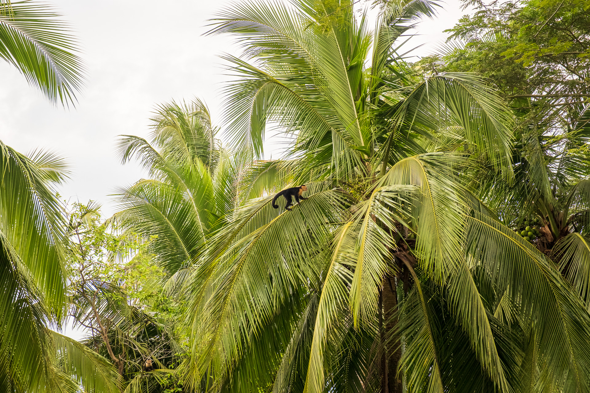 Ein Kapuzineräffchen klettert über eine Palme an der Karibikküste Costa Ricas.