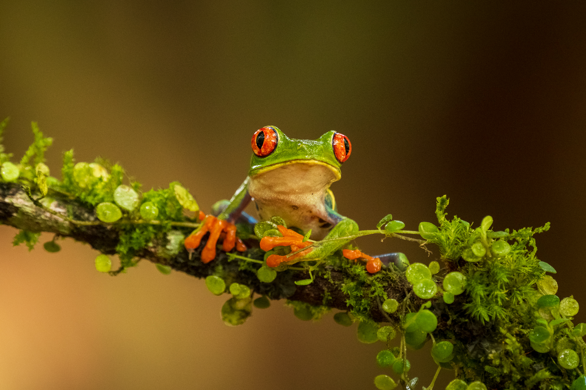 Der begehrte Rotaugenlaubfrosch in Costa Rica.