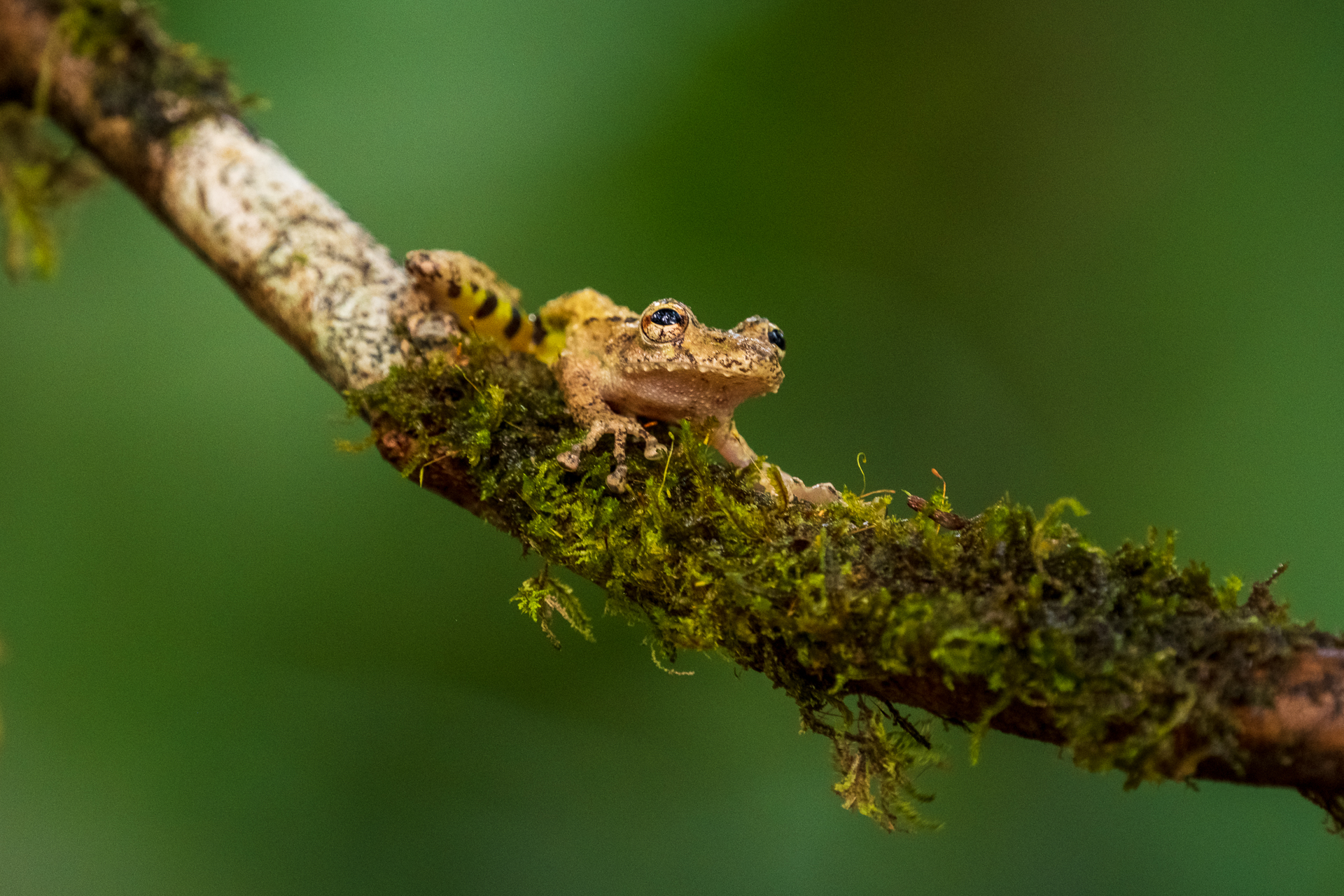 Glasfrosch in Costa Rica.