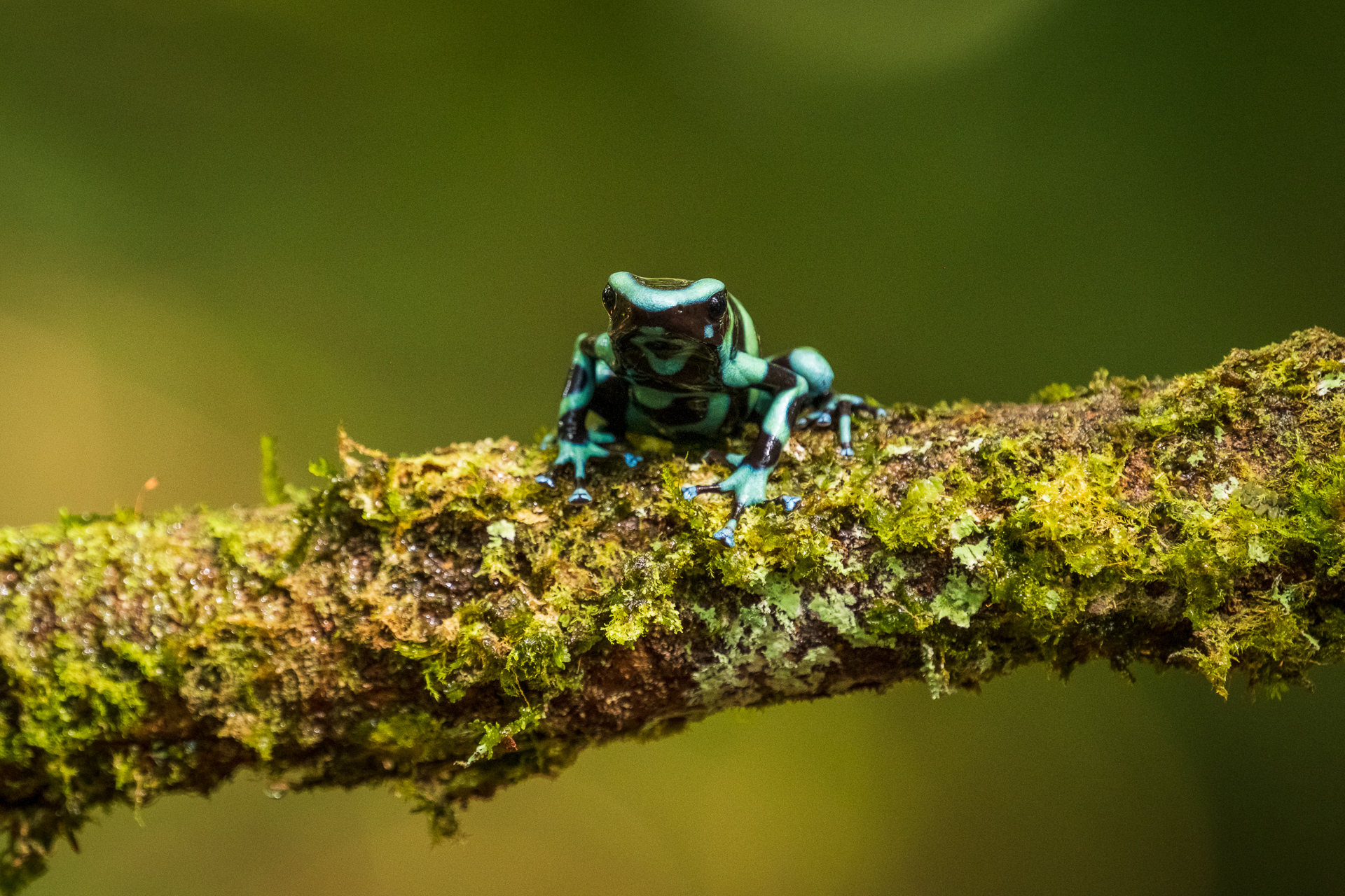 Ein Baumsteigerfrosch in Costa Rica.