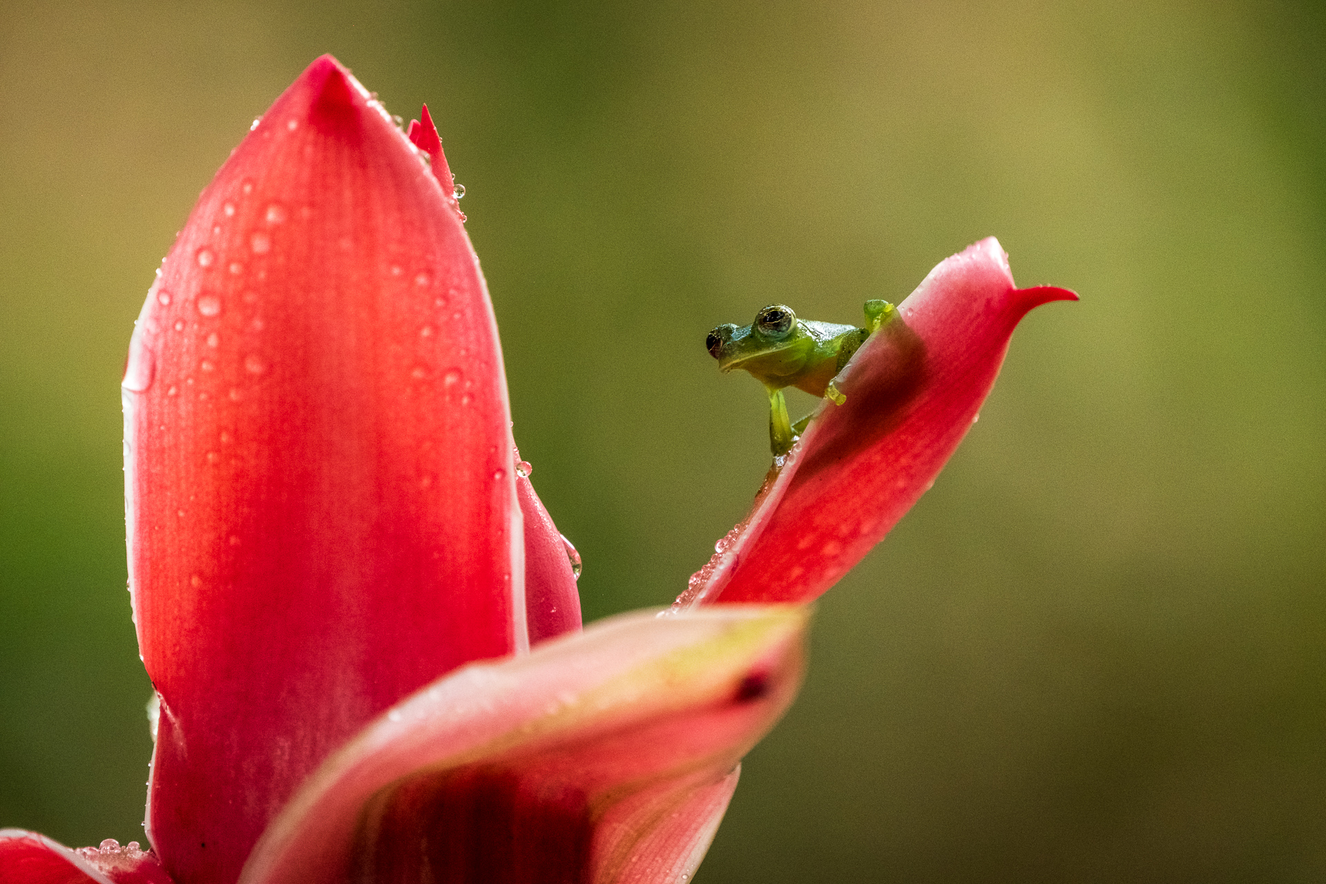 Glasfrosch auf Pflanze in Costa Rica.