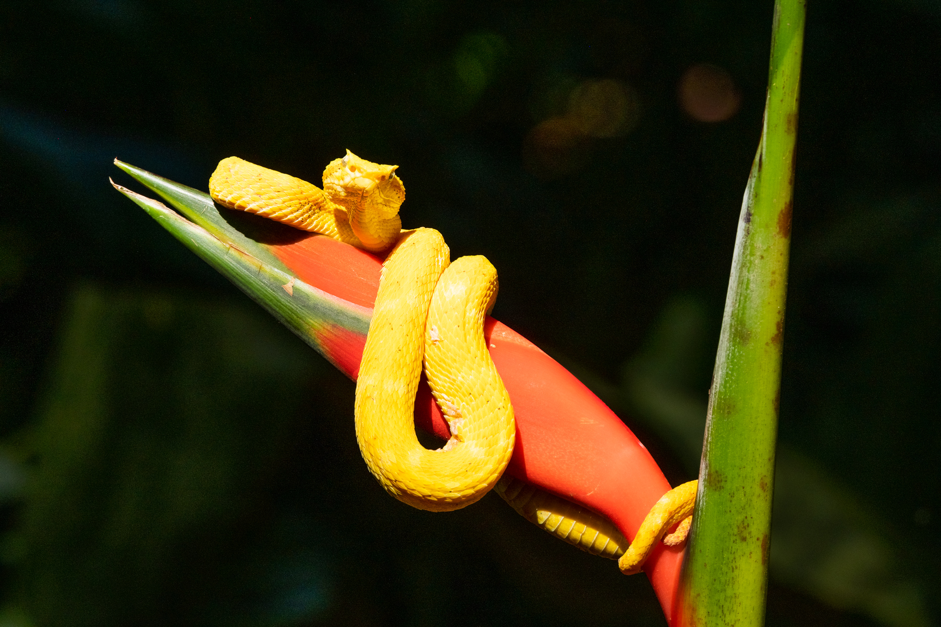 Lanzenotter in Costa Rica.