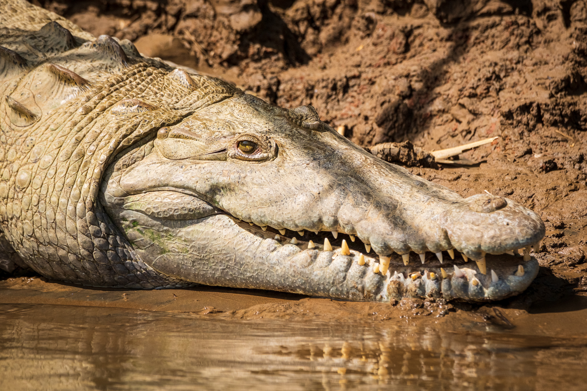 Ein Krokodil auf dem Rio San Carlos in Costa Rica.