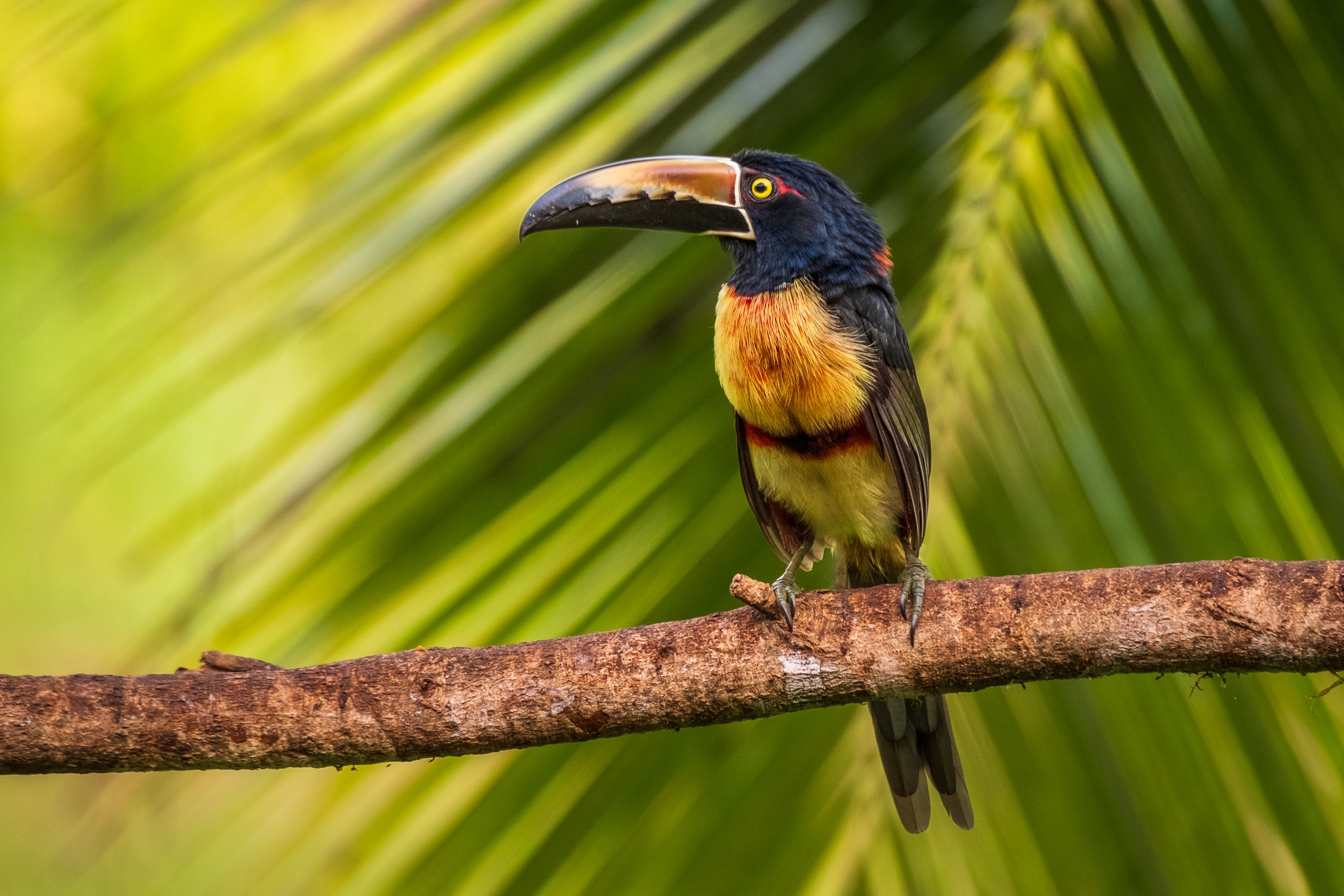 Ein Halsbandarassari in Costa Rica.