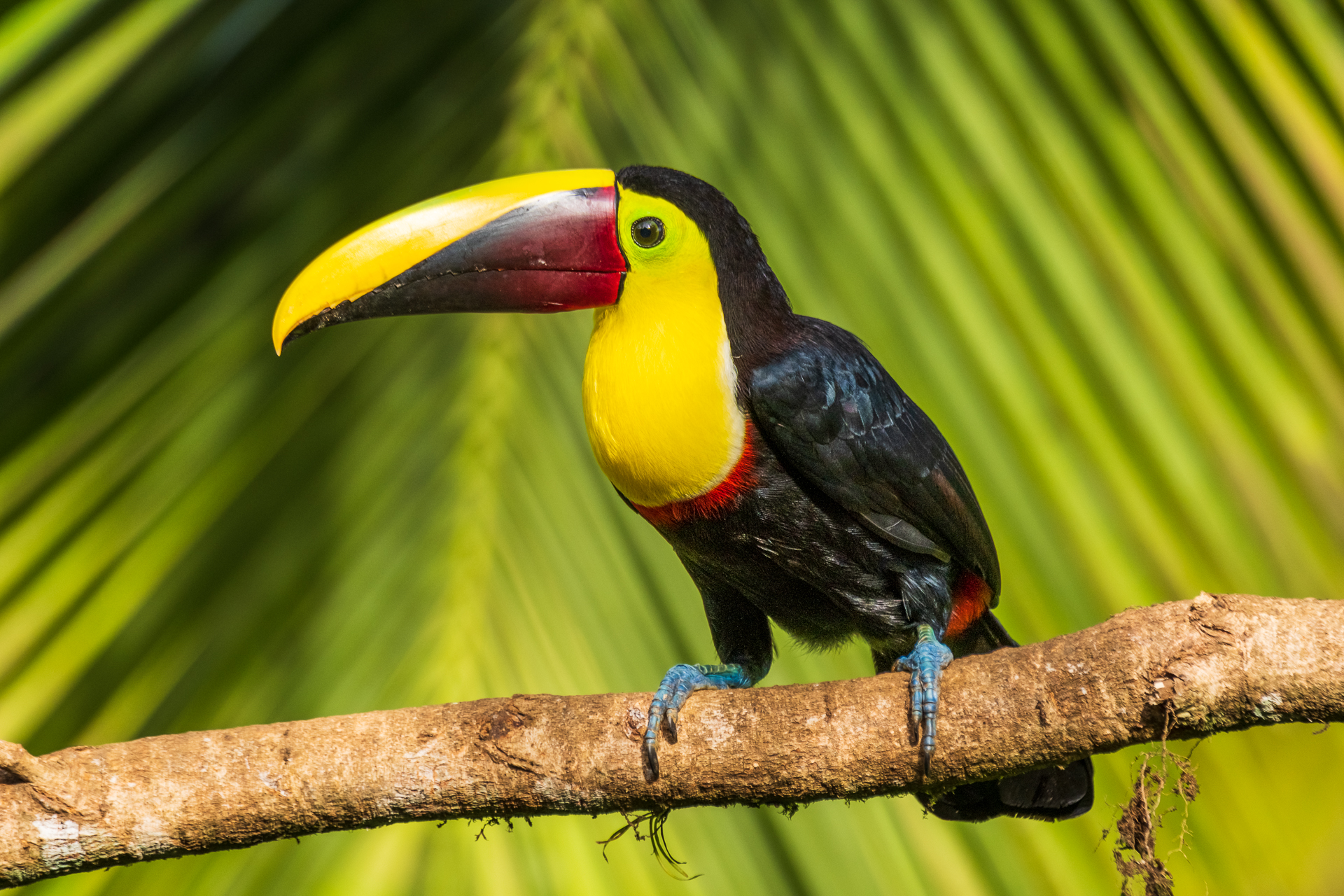 Ein Goldkehltukan in Costa Rica.