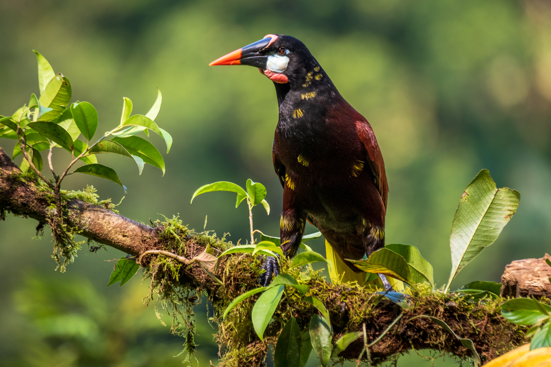 Ein Montezumastirnvogel in Costa Rica.
