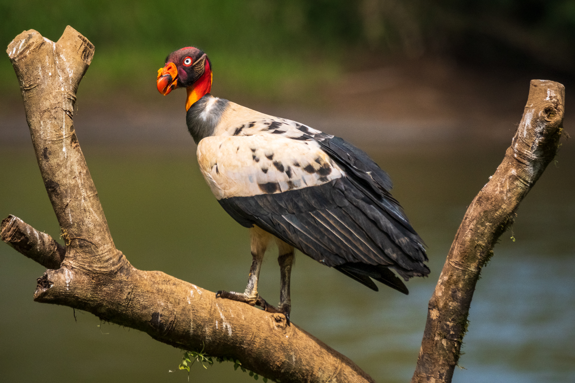 Ein Königsgeier in Costa Rica.