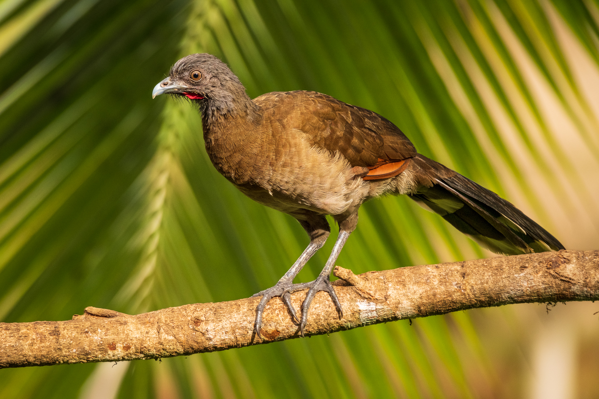 Ein Truthahn in Costa Rica.