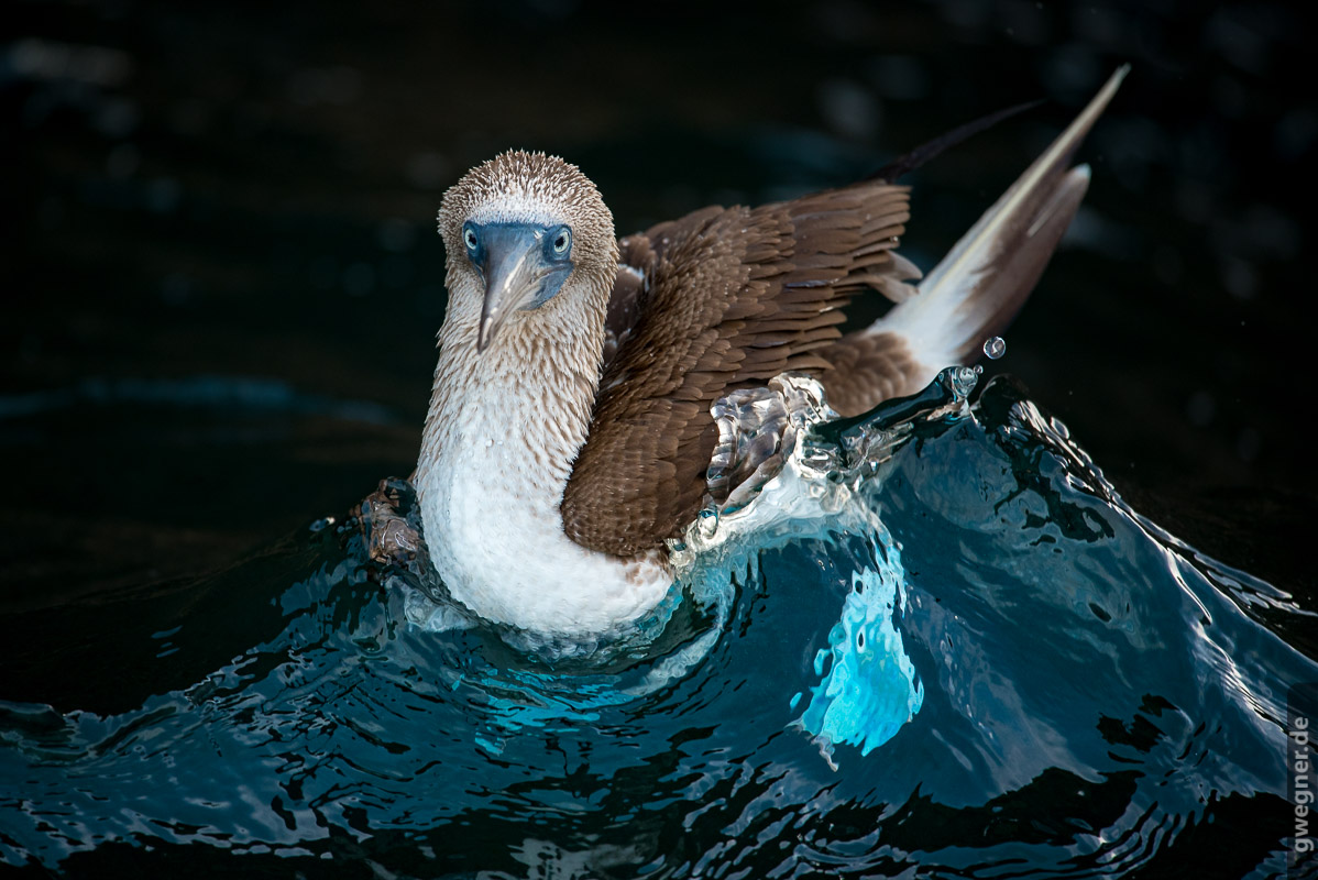 surfing blue footed booby