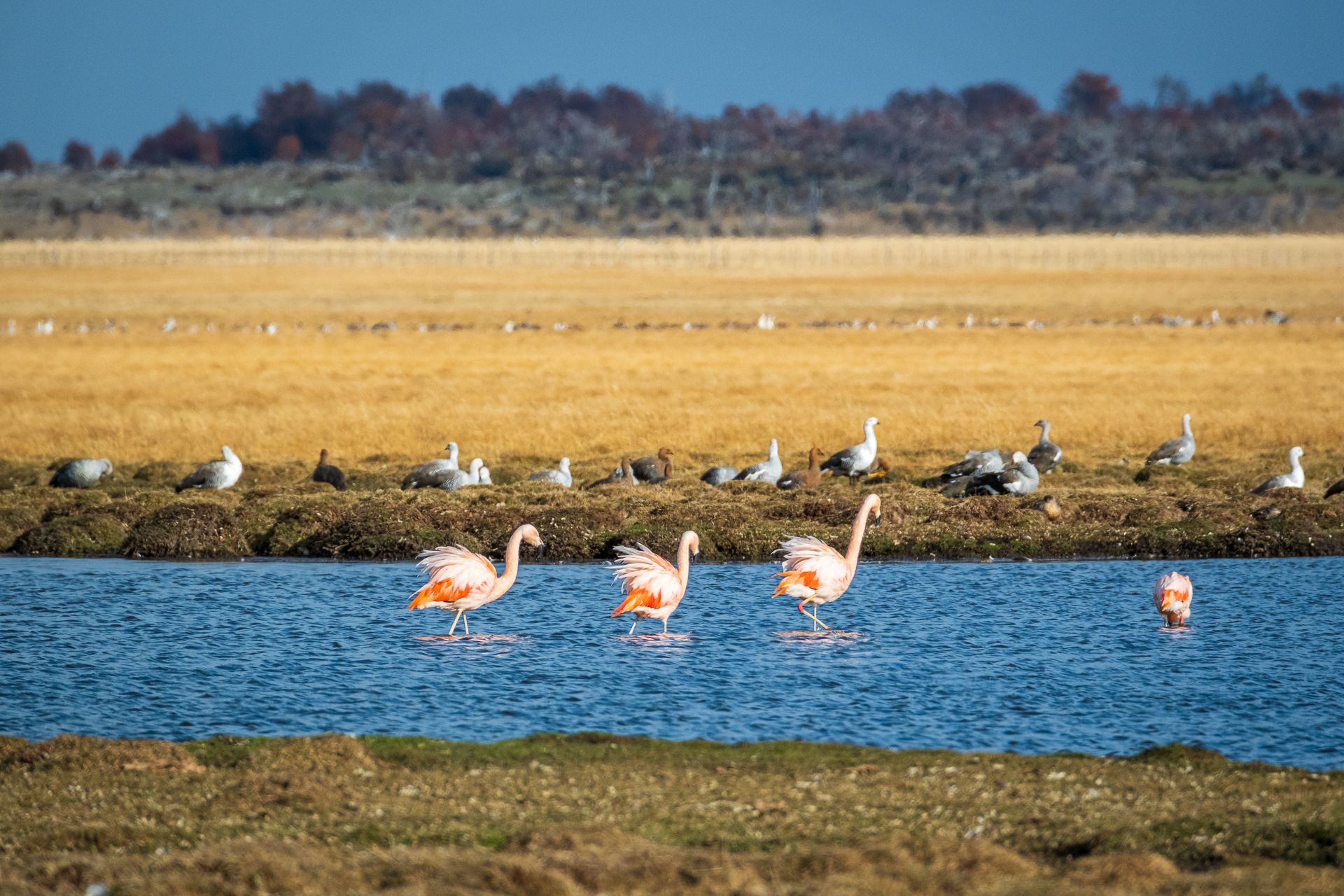Flamingos and geese at a lagoon in Patagonia.