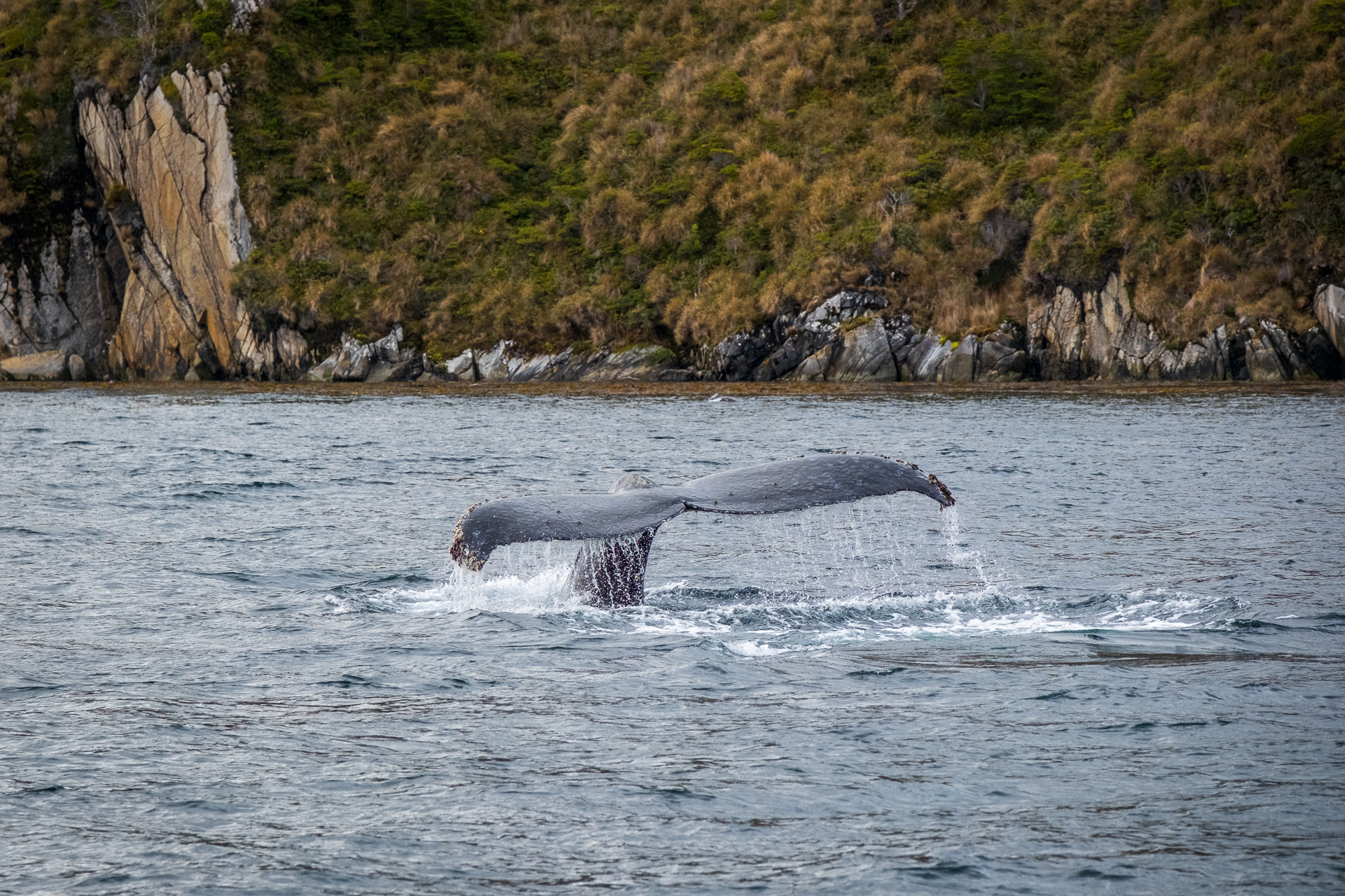 Humpback Whale diving