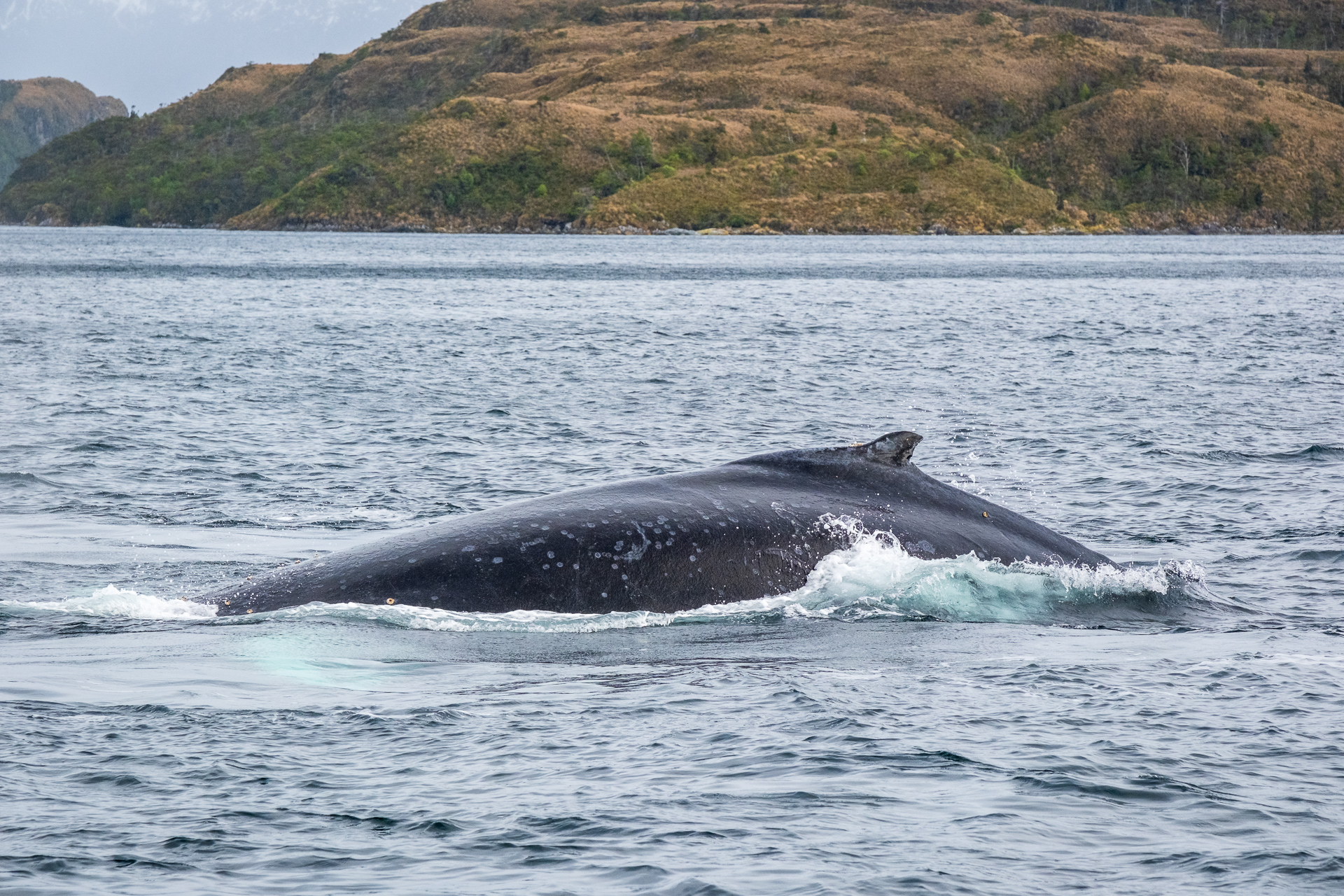 Humpback Whale dorsal fin 