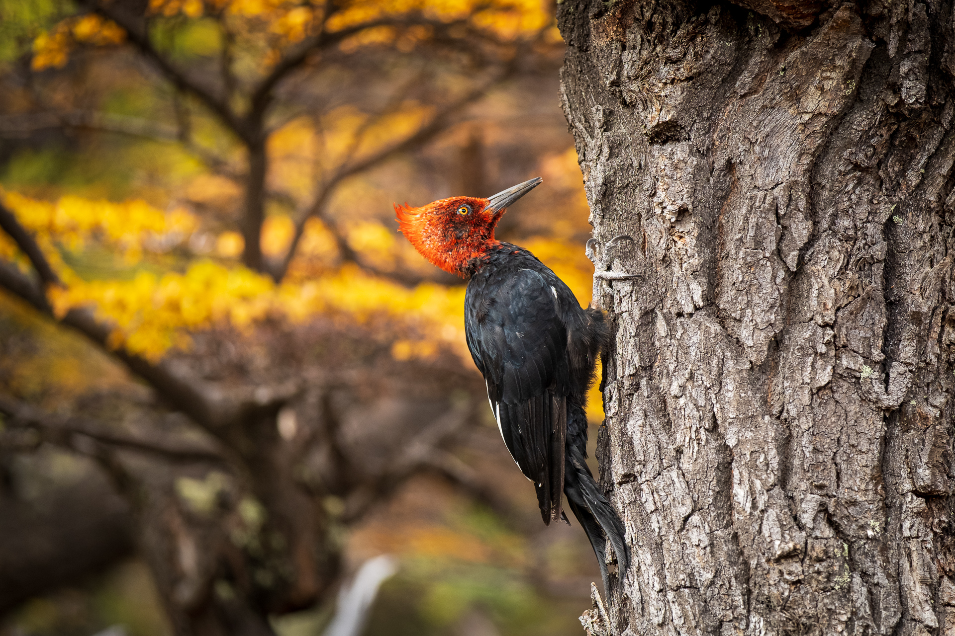 Magellanic Woodpecker in Argentinian Patagonia with fall colors