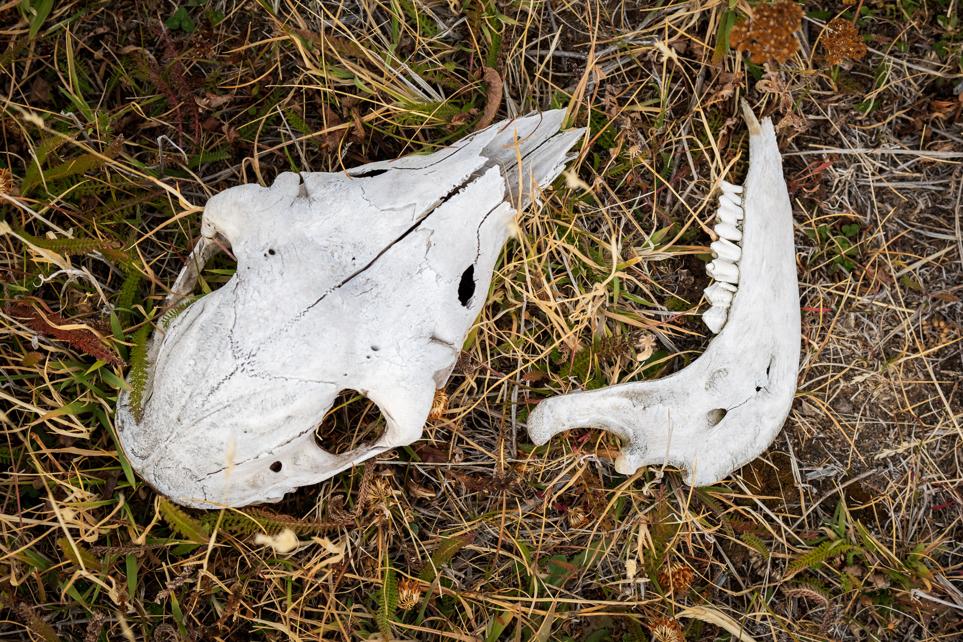 Guanaco bones in Tores del Paine NP