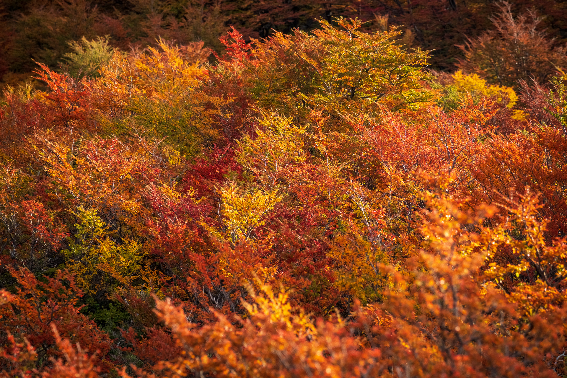 Fall colors in Argentinian Patagonia