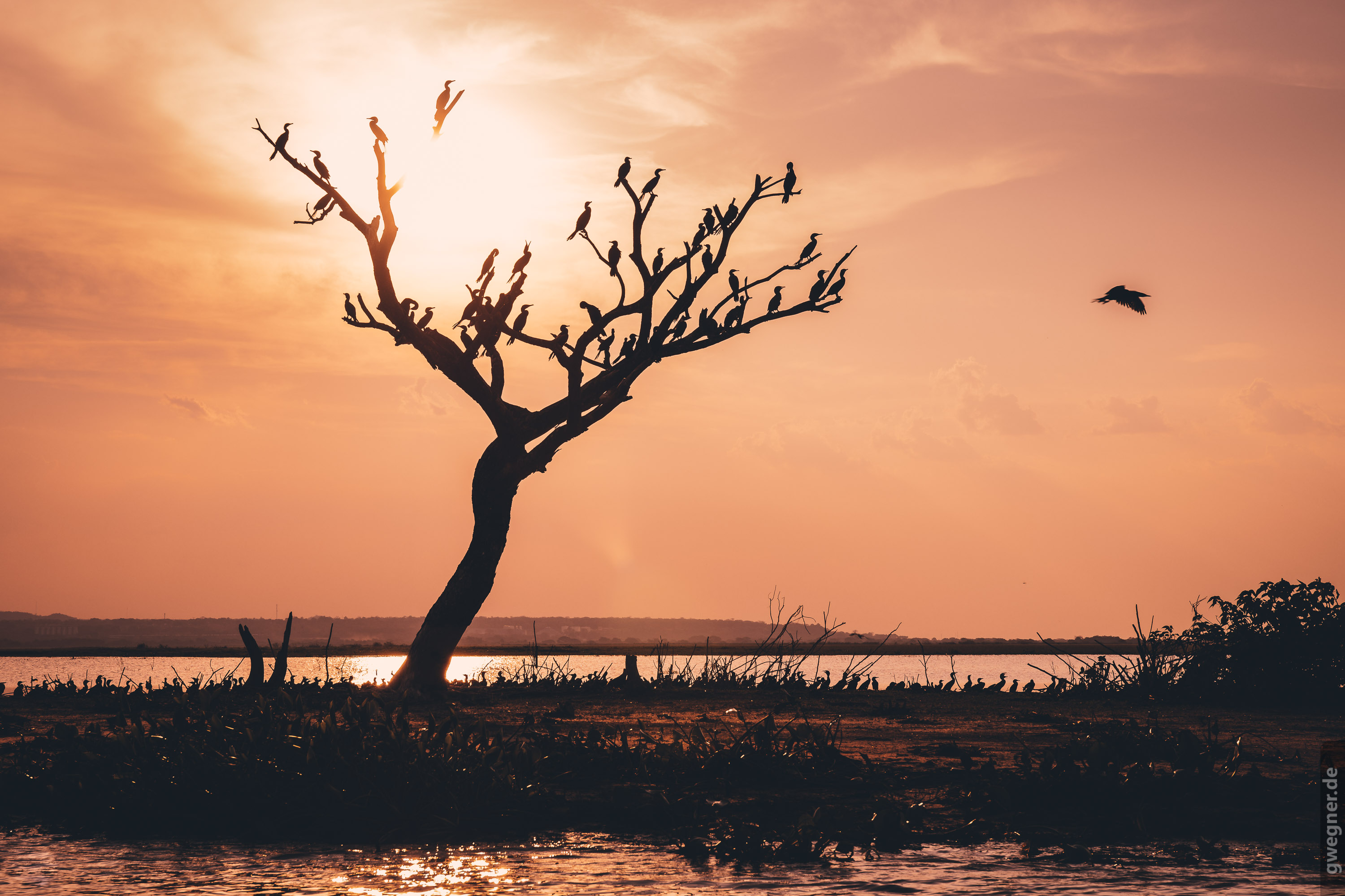 Kormorane auf einem Baum im Sonnenuntergang.