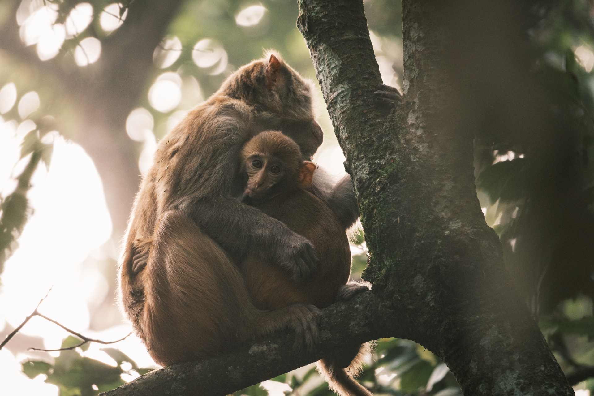 Eine Affenmutter mit Baby am Begnas See.