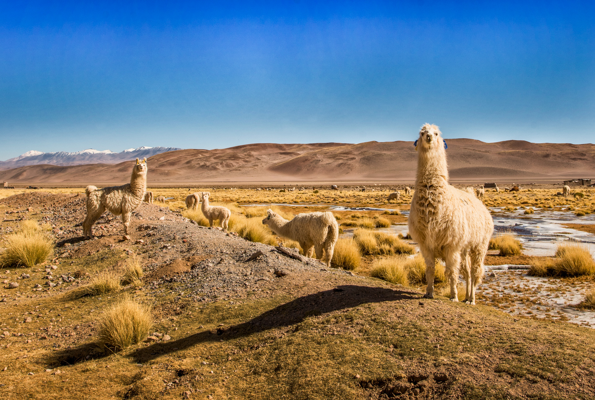 Lamas in der Pampa bei Salta.