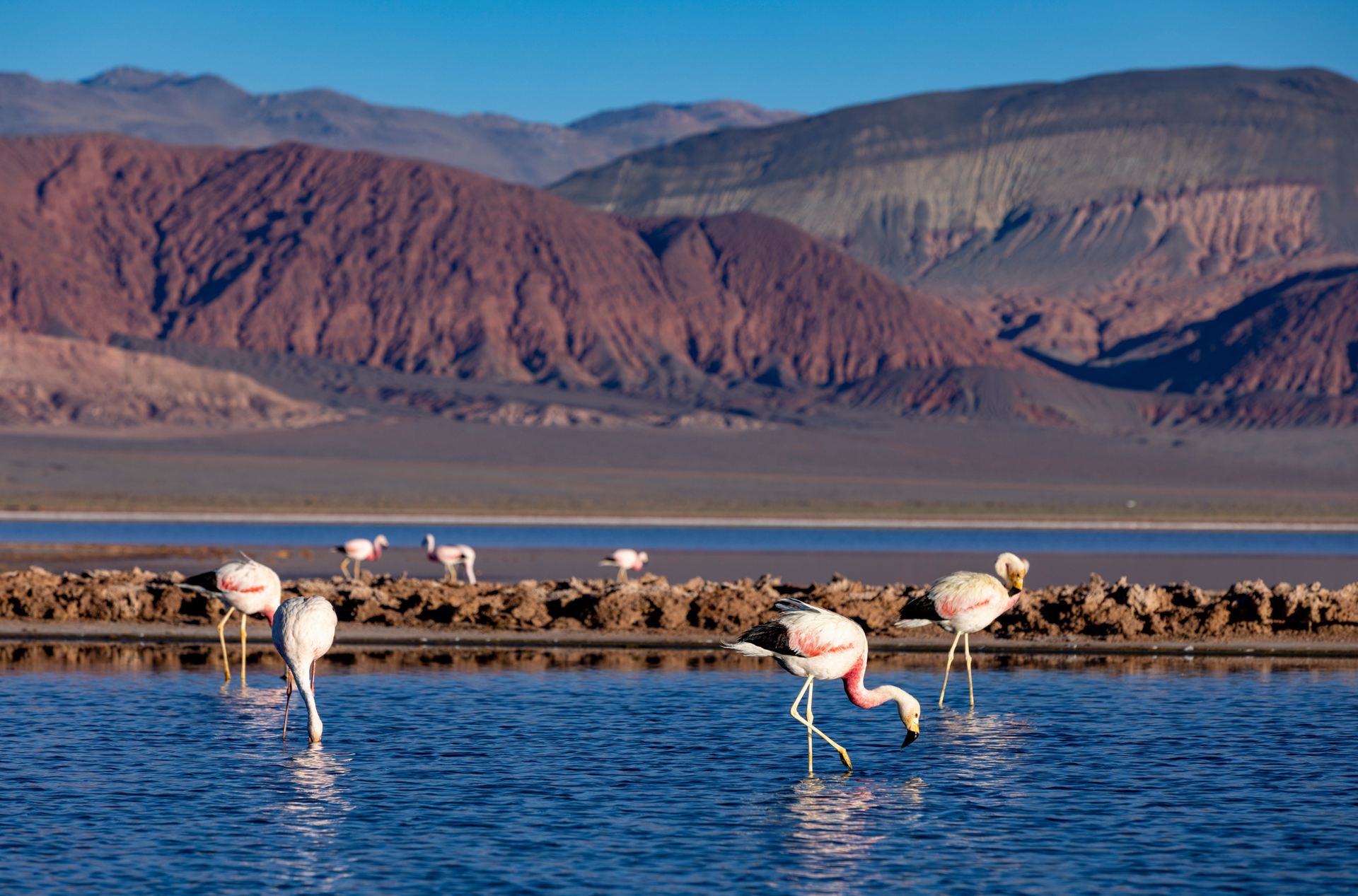 Flamingos in der Lagune Carachi Pampa.
