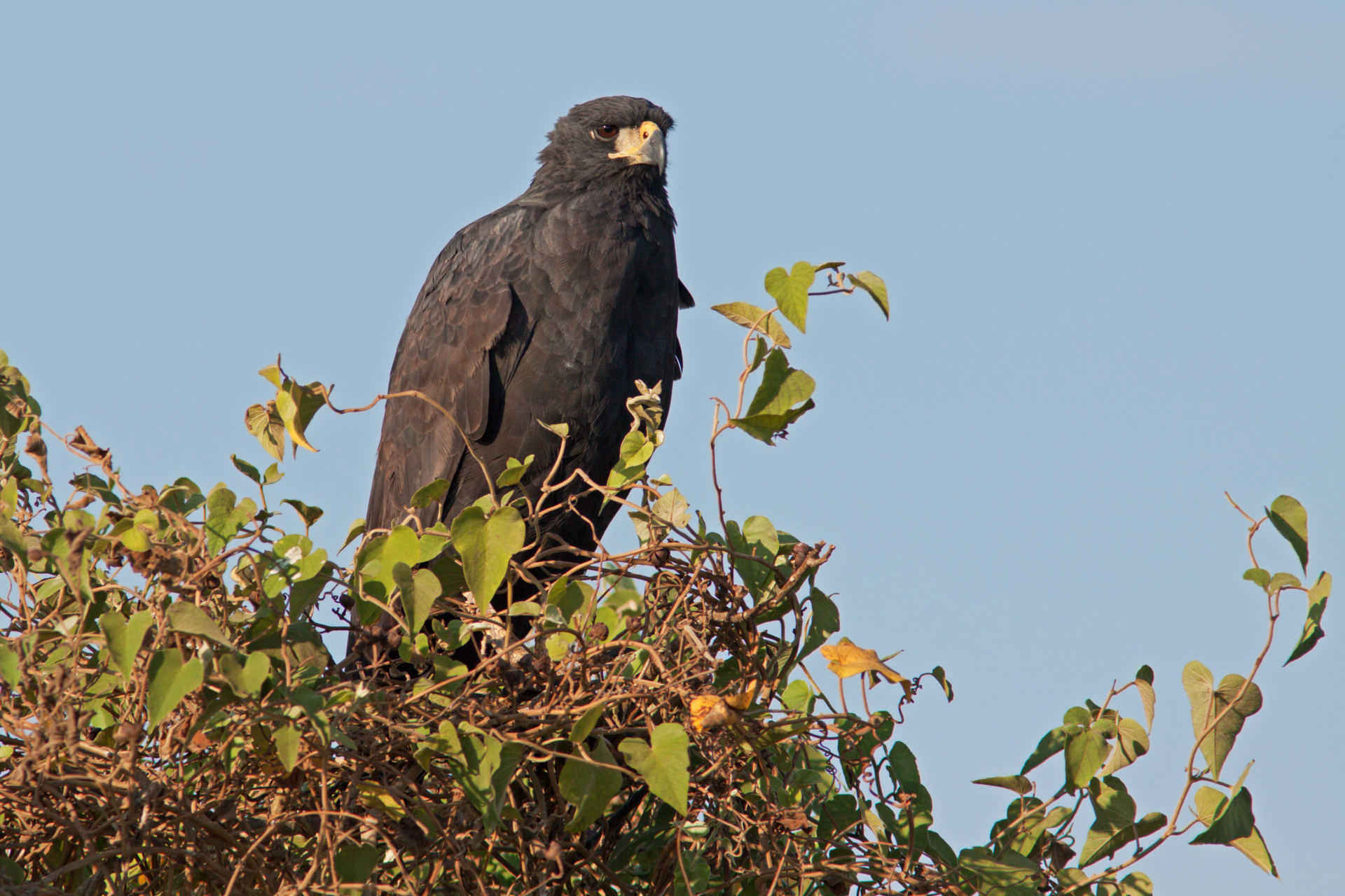 Schwarzbussard