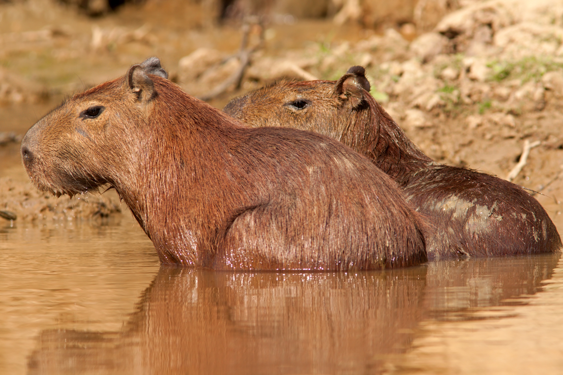 Capybaras