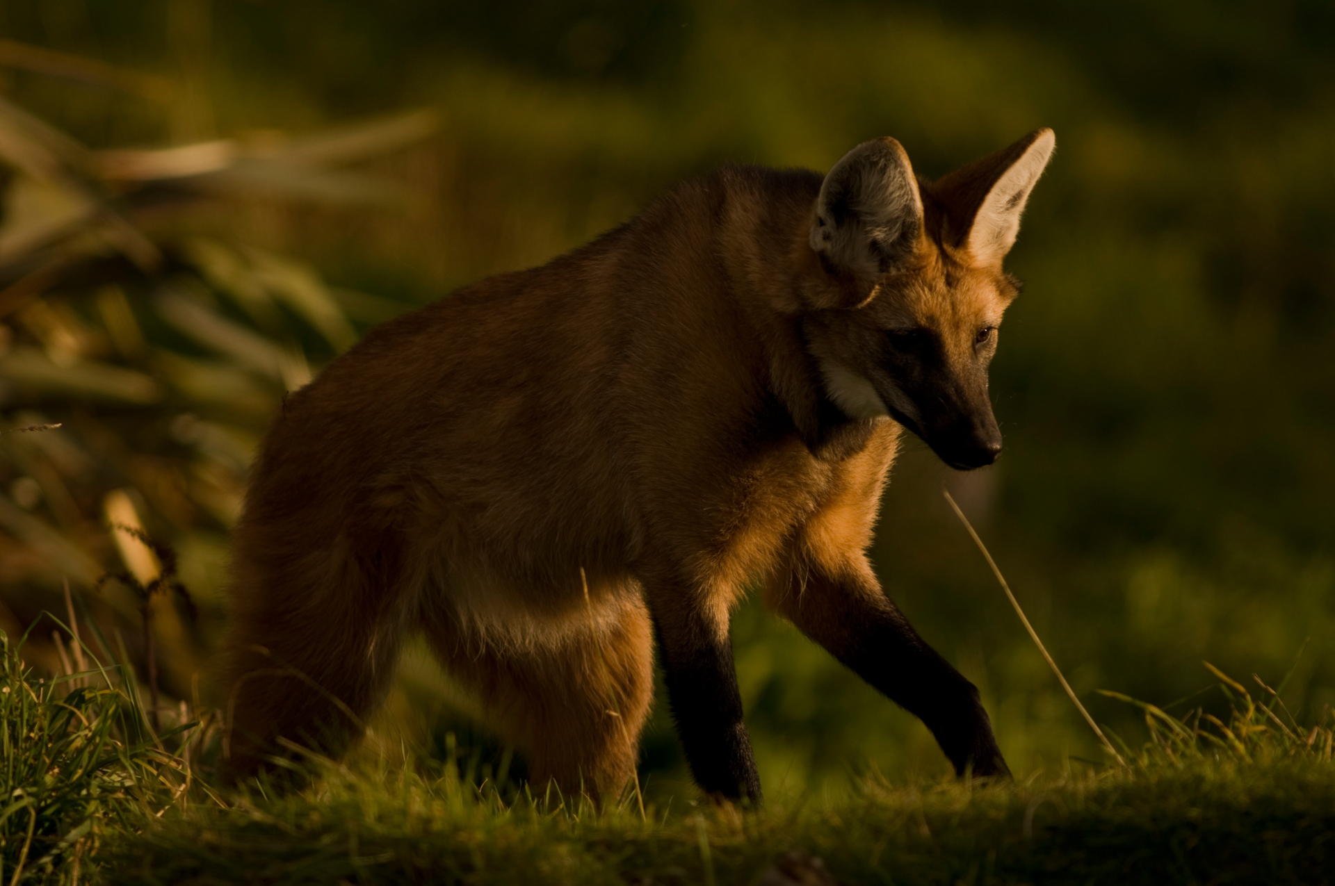 Mähnenwolf