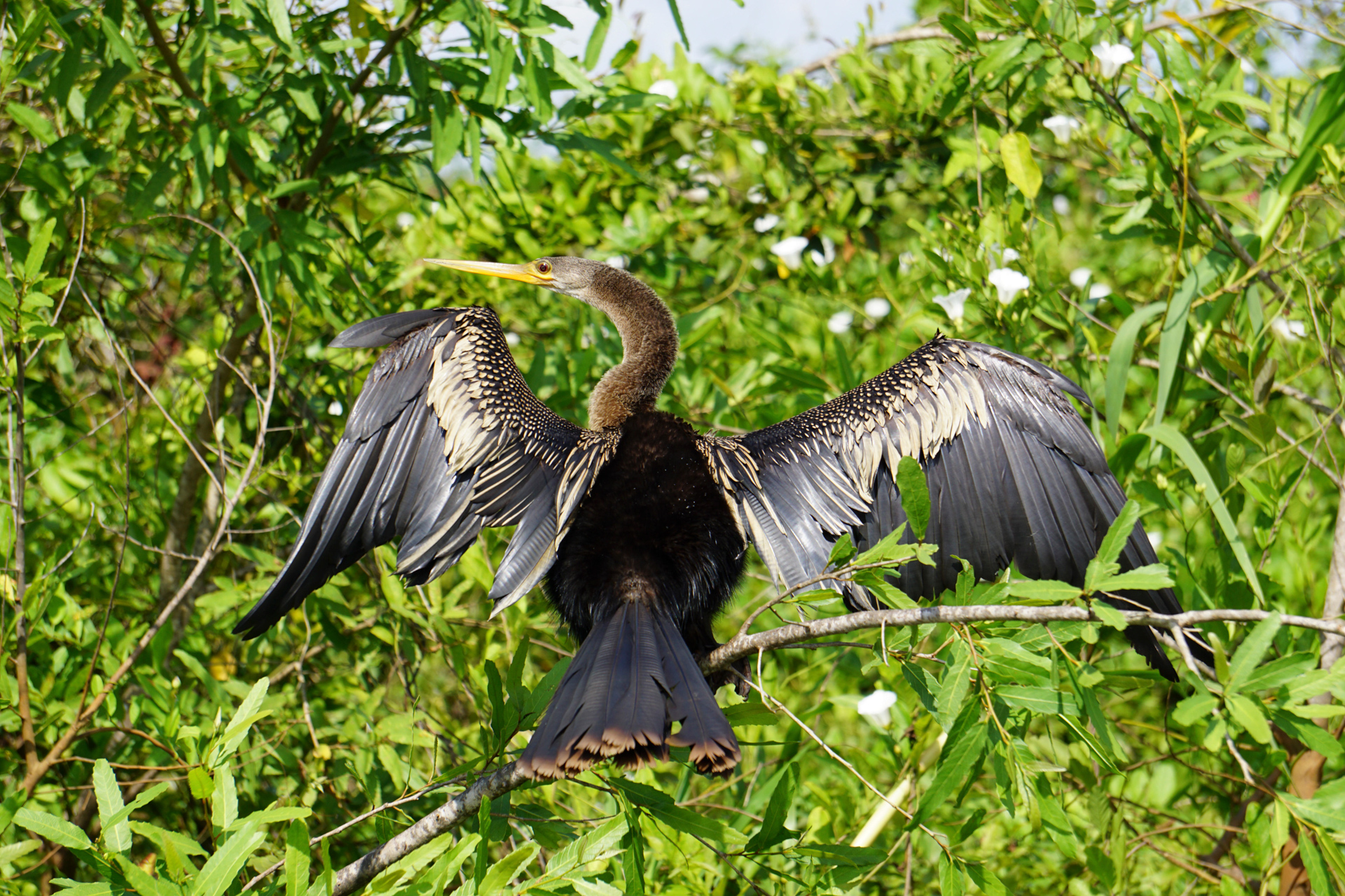 Schlangenhalsvogel 