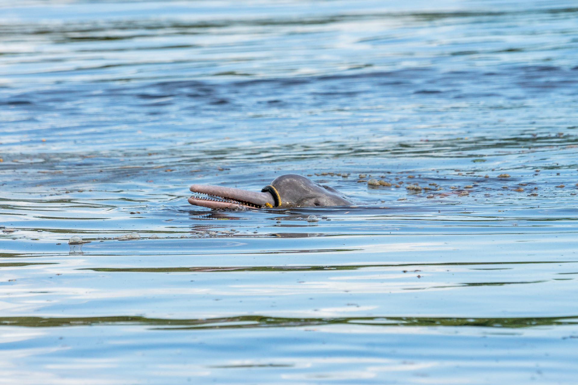 Amazonasdelfin