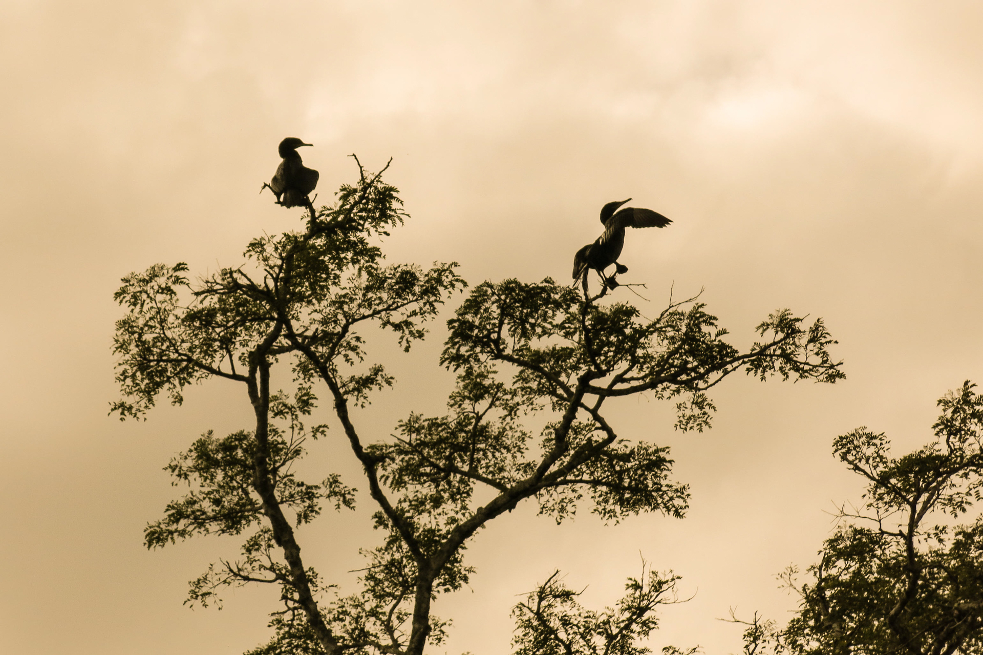 Schlangenhalsvögel im Baum 