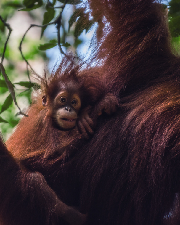 Orang-Utan Borneo