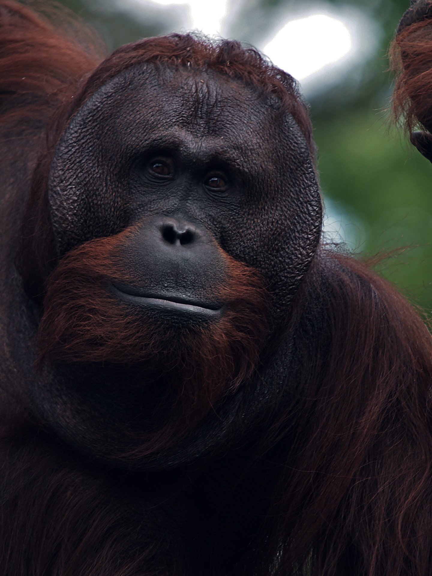 Orang Utan Borneo